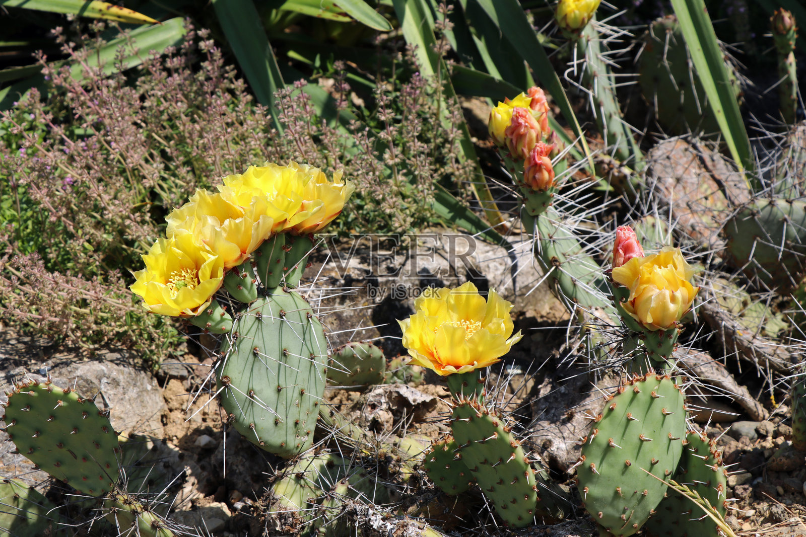 奥本蒂亚·恩格尔曼尼 - 费根卡图斯照片摄影图片