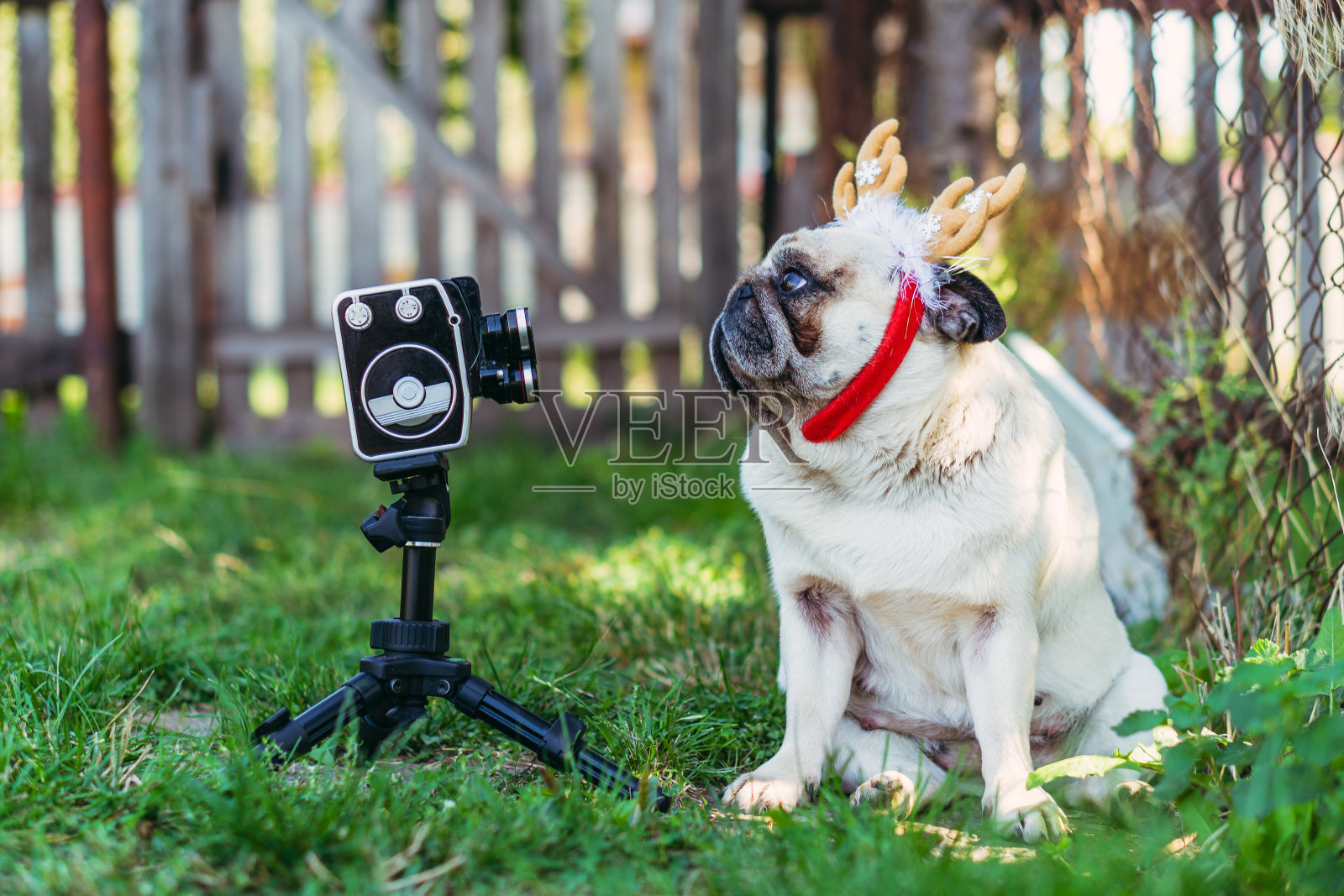 复古相机：长角的狗摆姿势对着老式电影摄影机照片摄影图片
