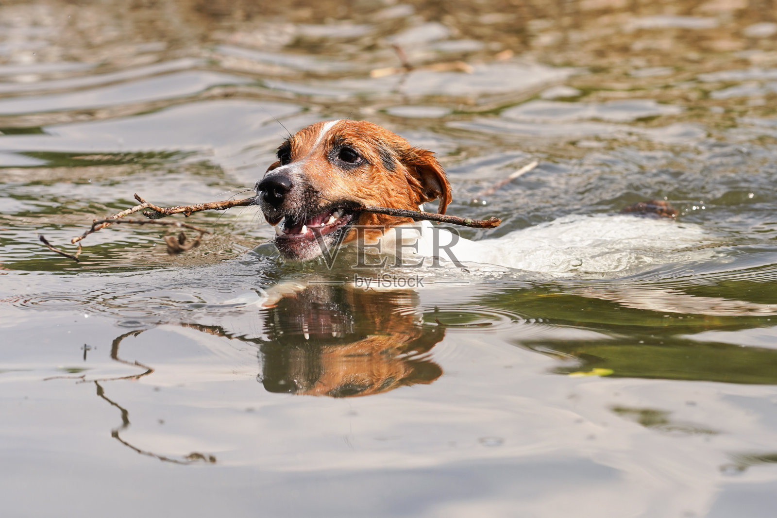 小杰克罗素梗在阳光明媚的日子里用大棍子在河里游泳照片摄影图片