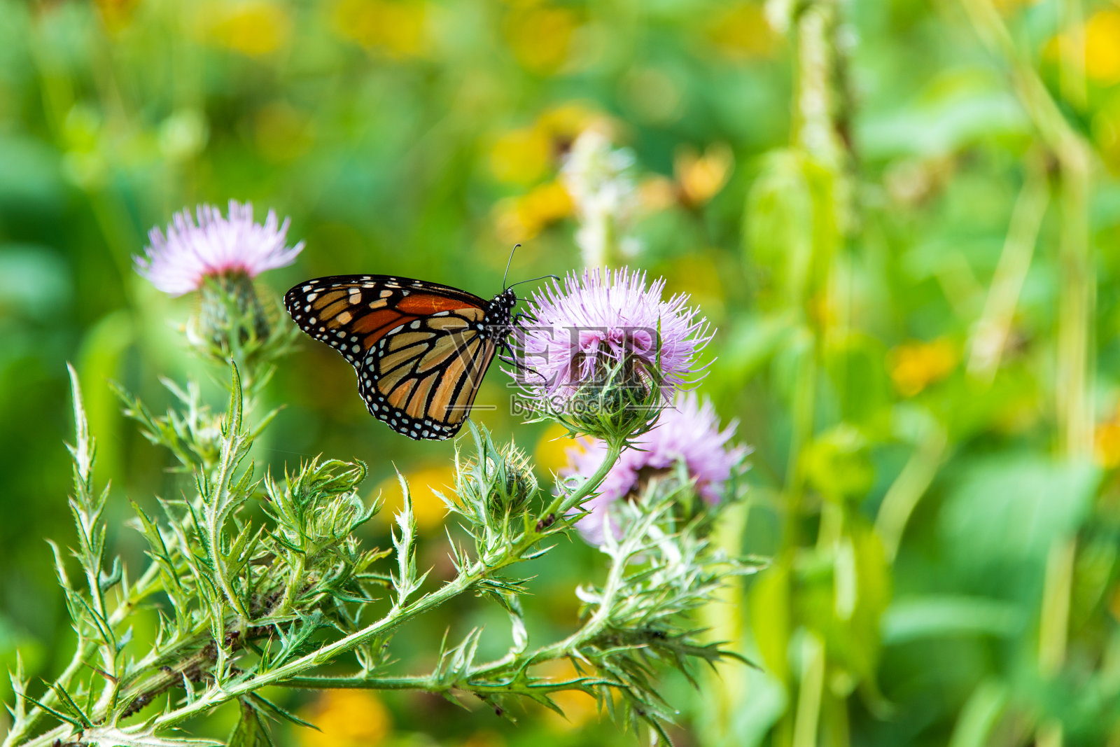 蓟花上的帝王蝶。照片摄影图片
