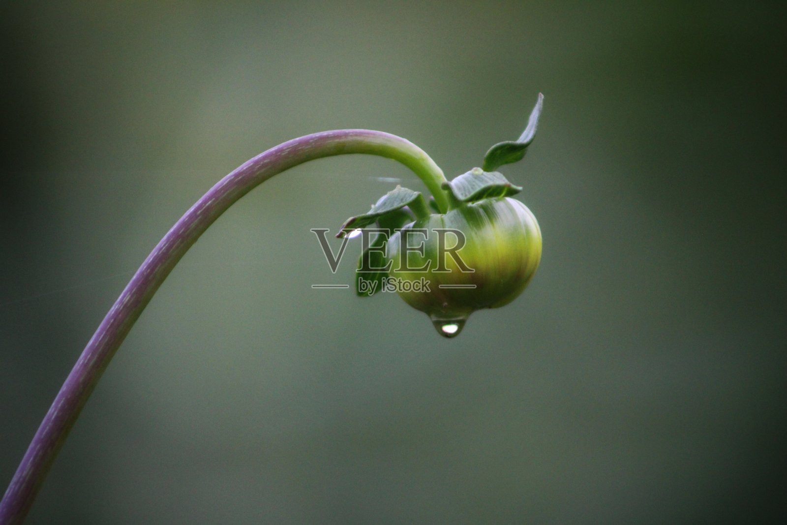 大丽花花蕾上的露珠照片摄影图片