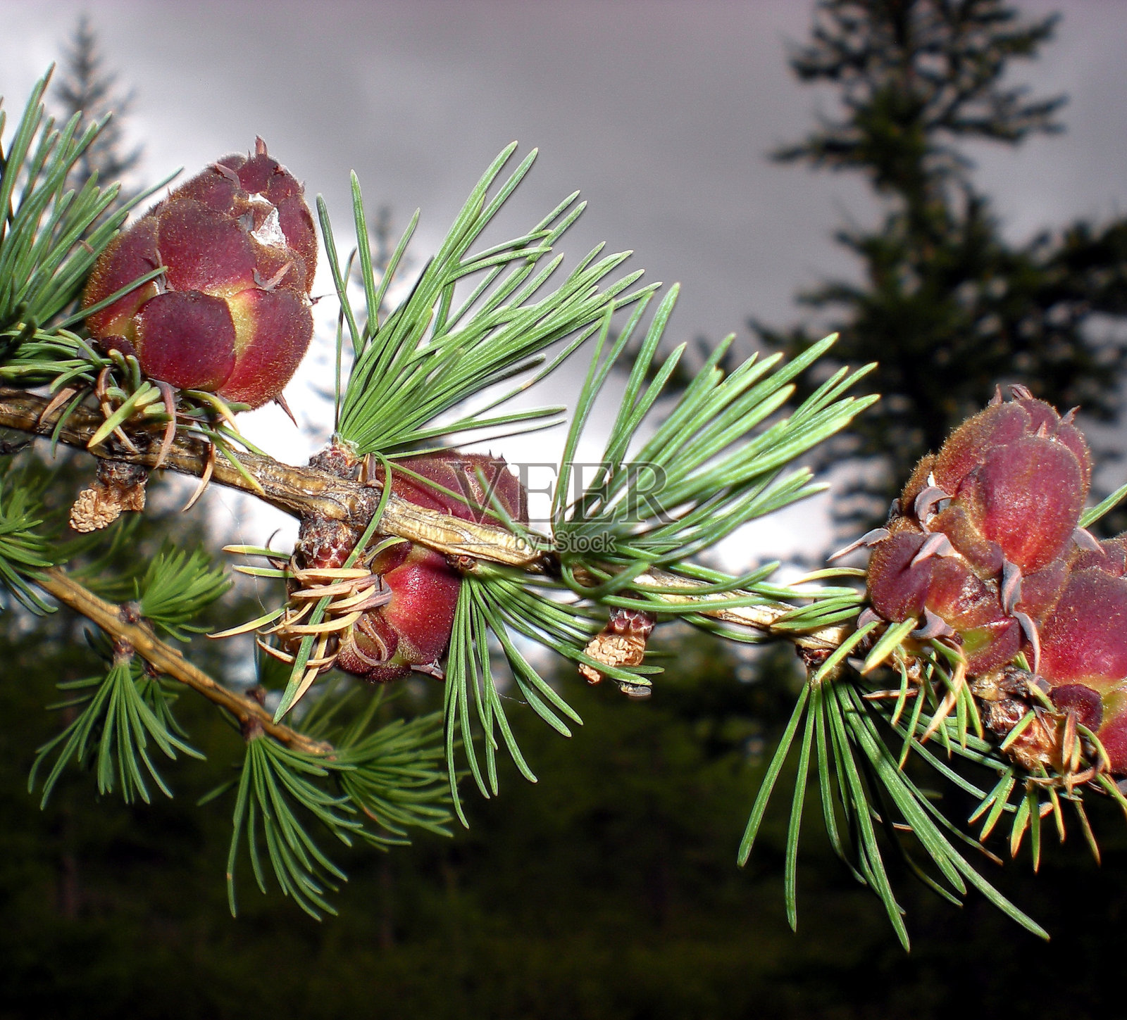 圣诞树上的小疙瘩。针开花。照片摄影图片