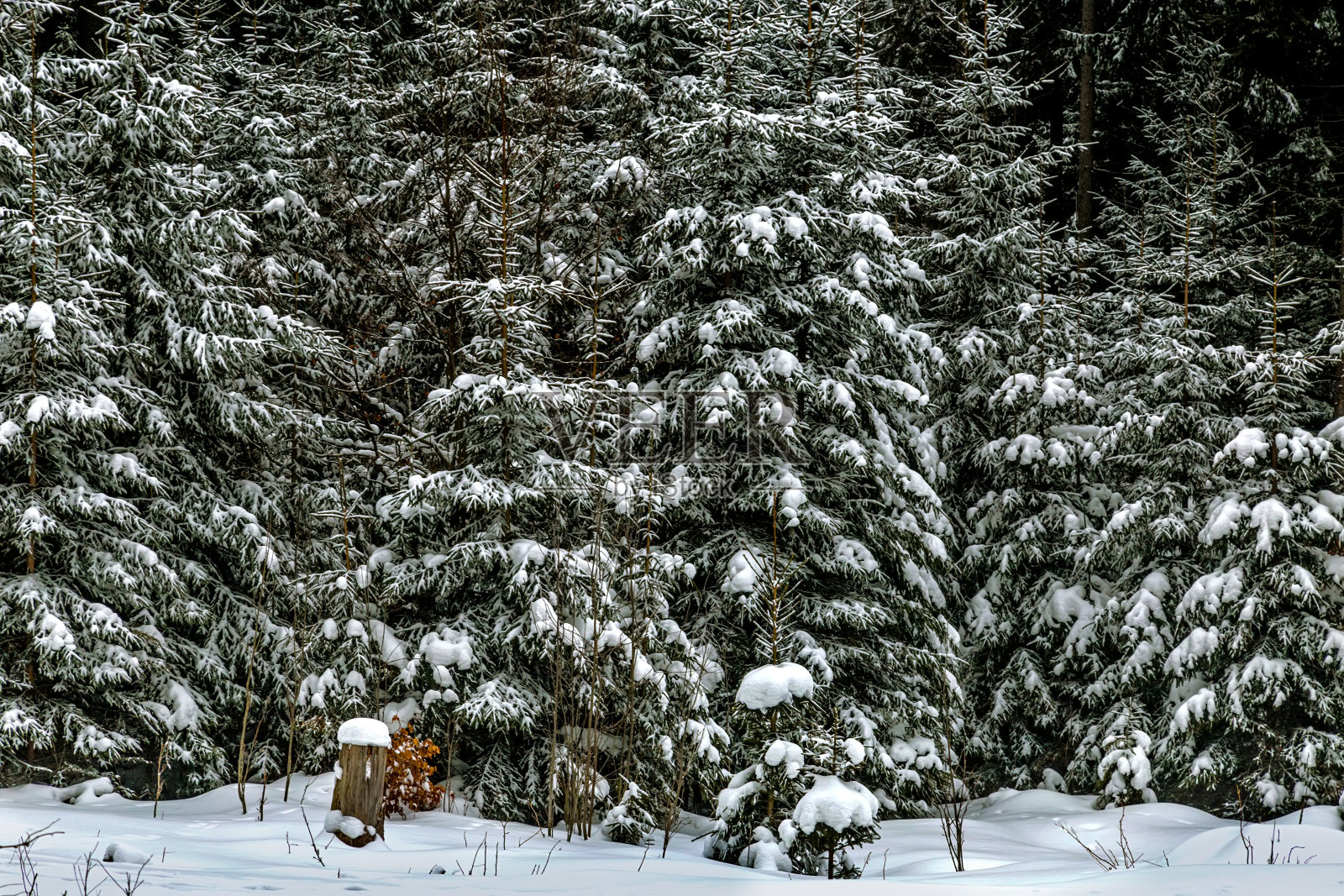 圣诞树下的雪照片摄影图片