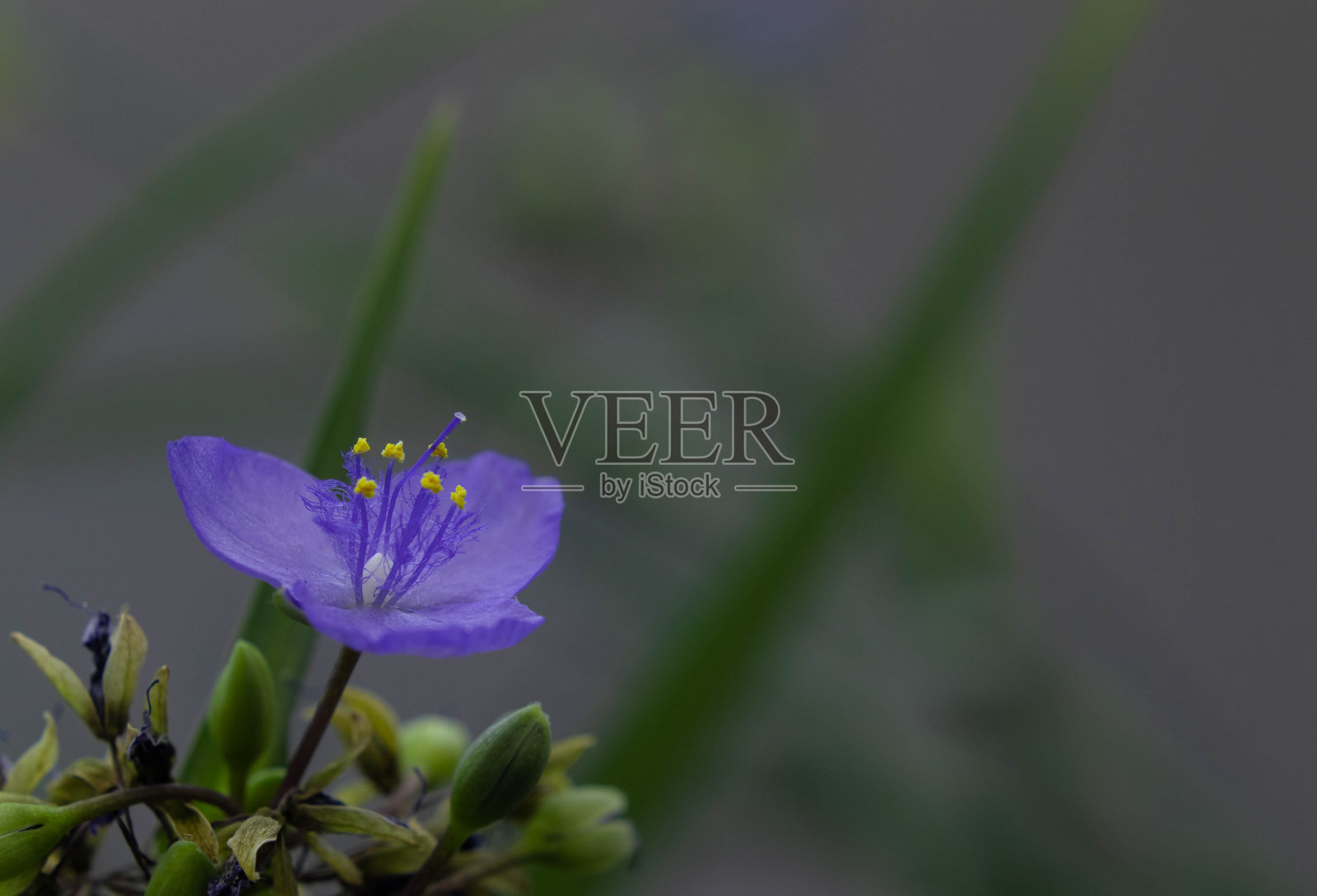 美丽的紫花。照片摄影图片