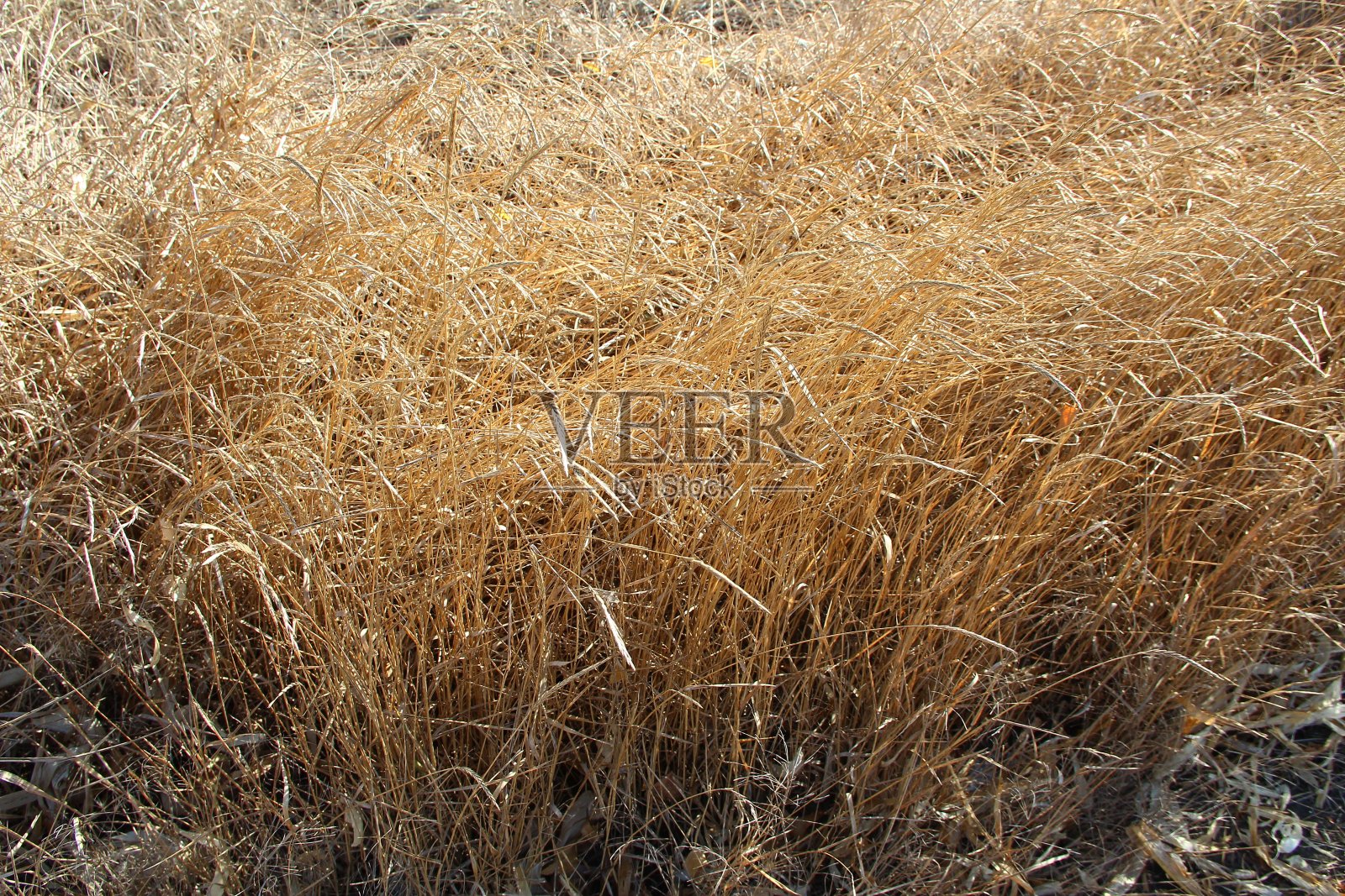 秋天干燥的田野草照片摄影图片