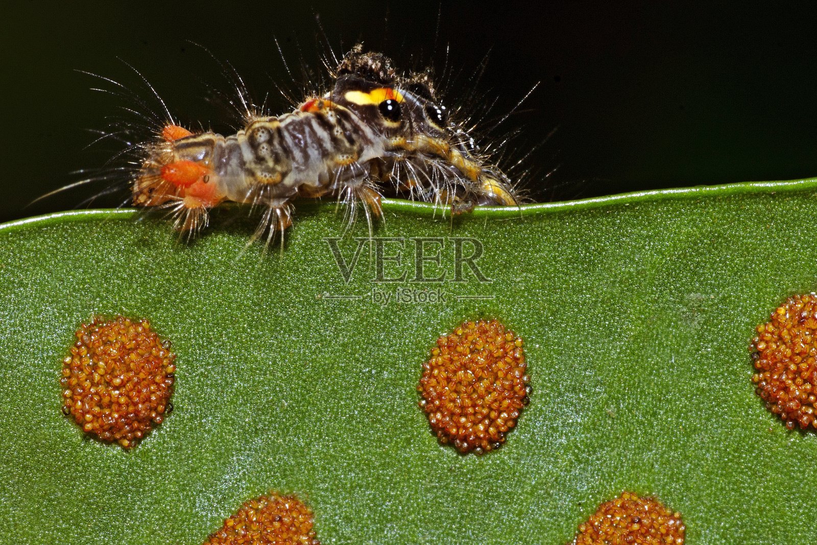 在蕨类叶子上爬行的毛毛虫。照片摄影图片