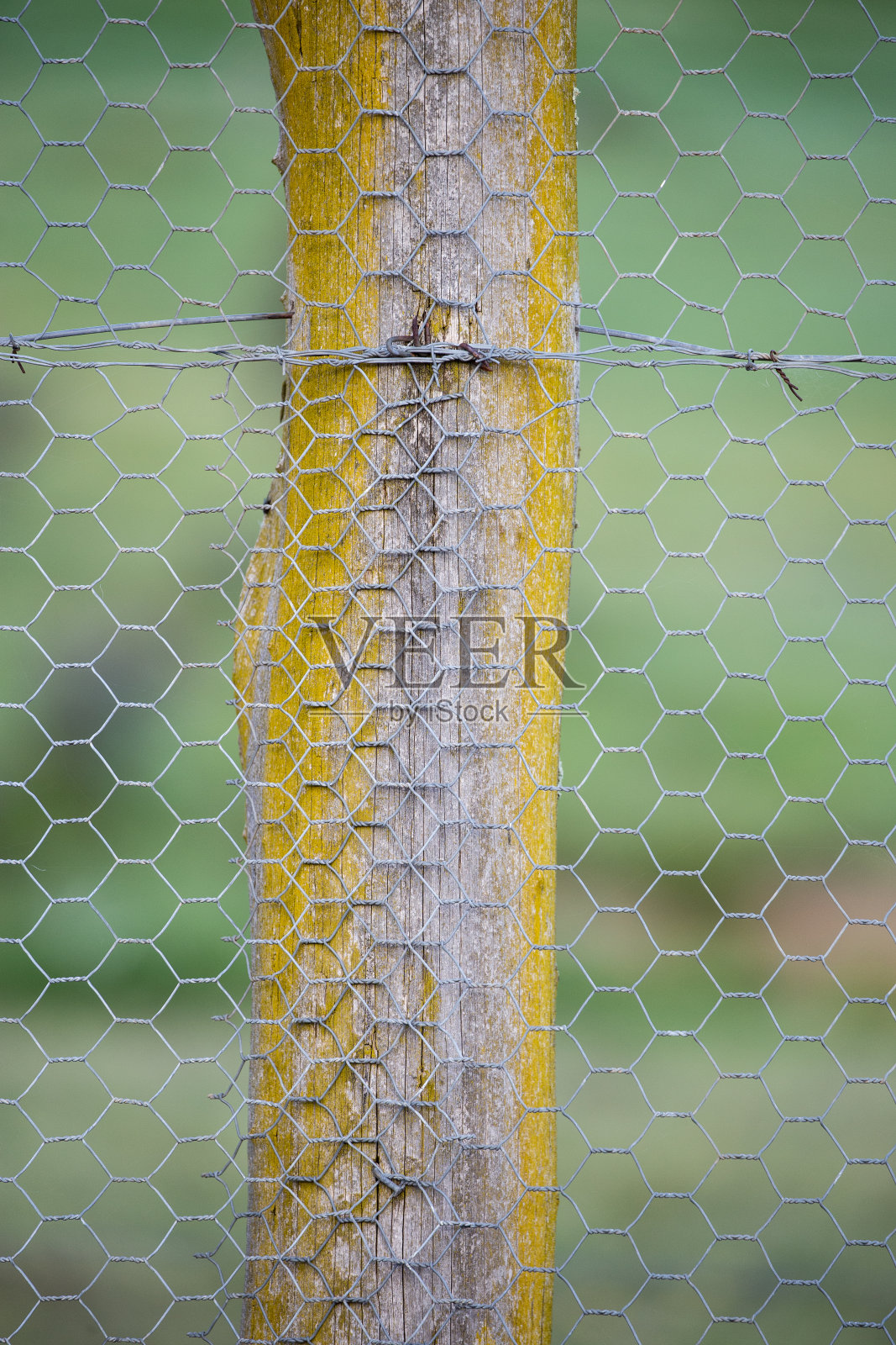 铁丝网围栏由一根覆盖着橙色地衣的杆子支撑照片摄影图片
