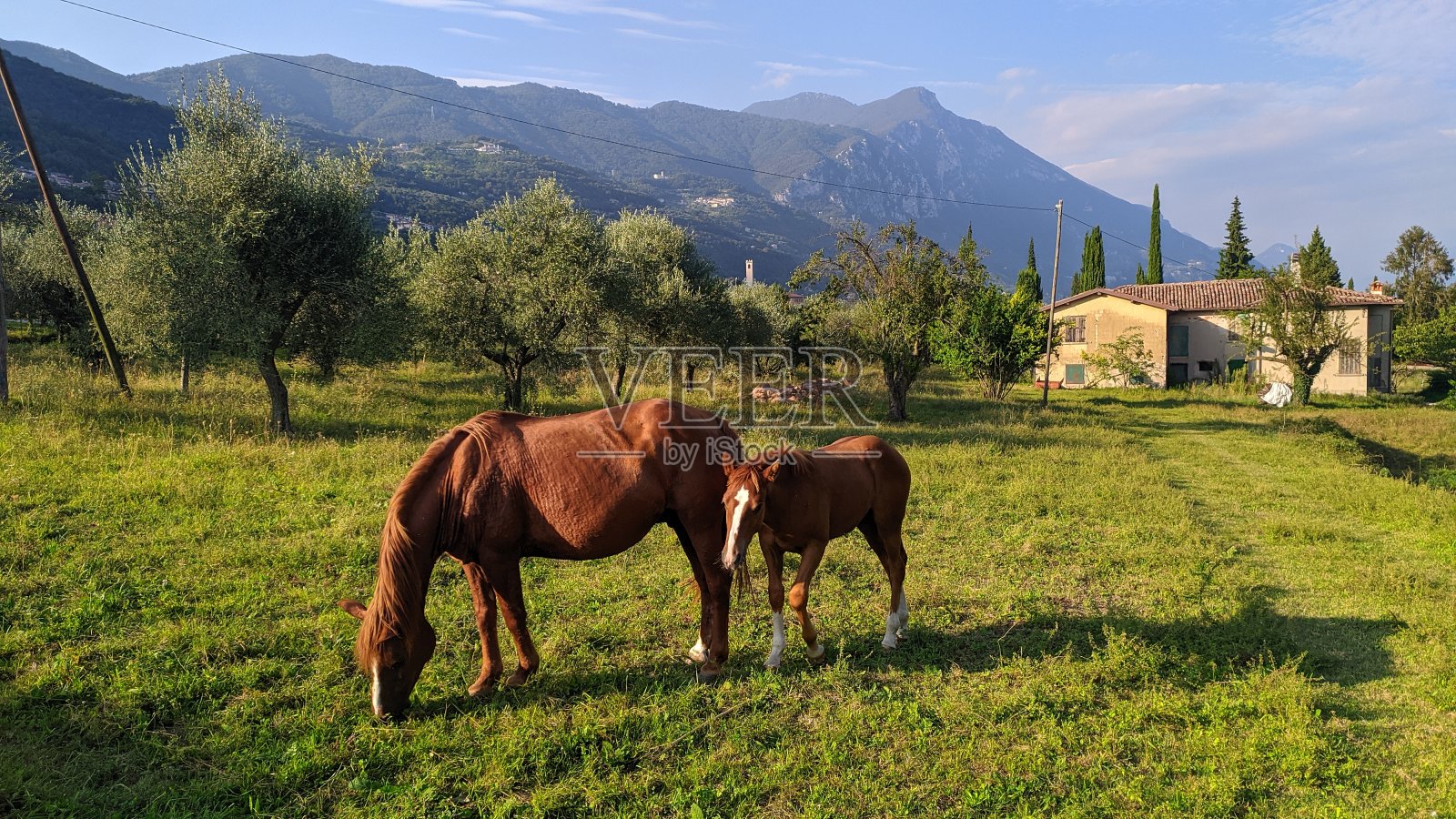 马照片摄影图片