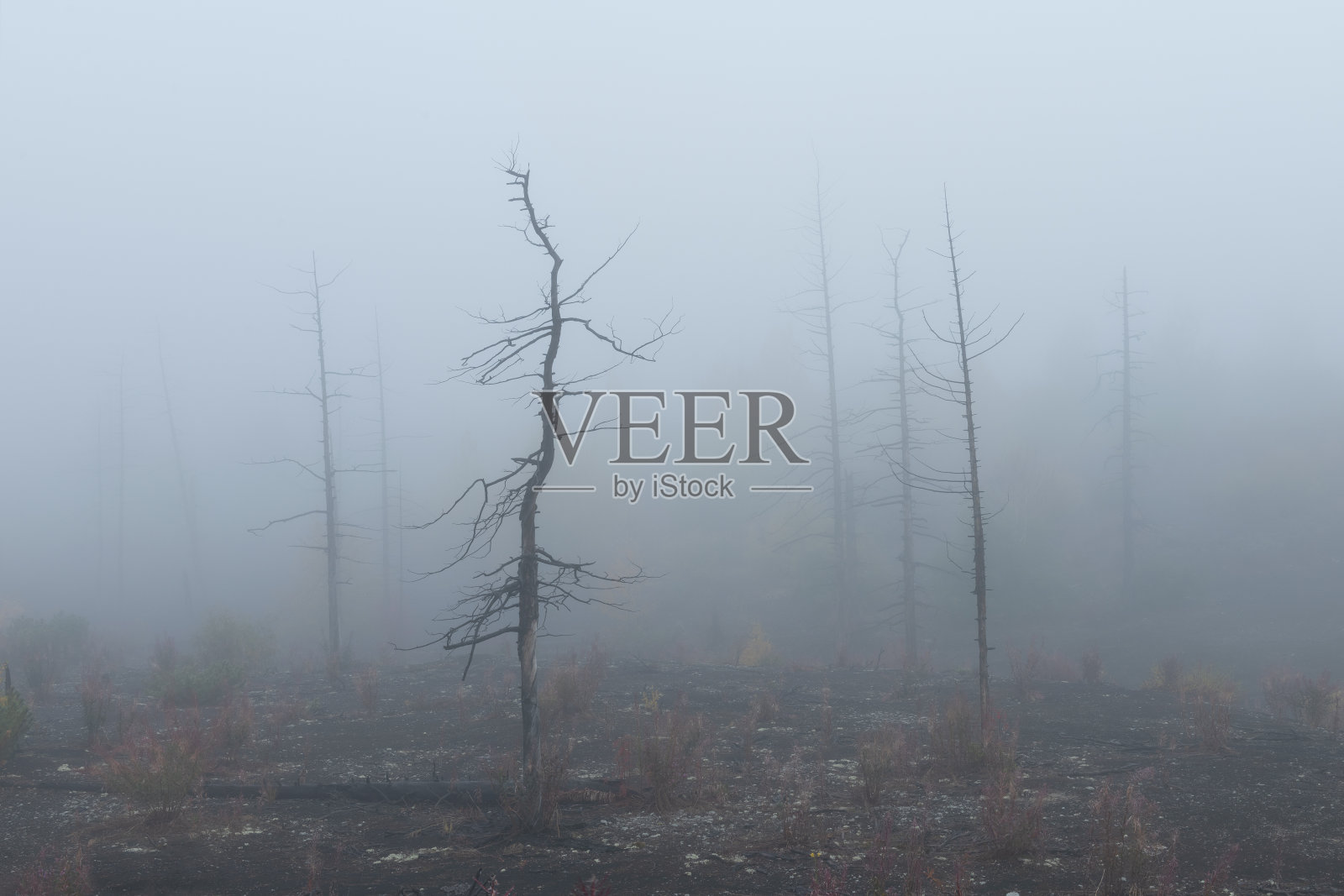 托尔巴希克的死亡森林。照片摄影图片