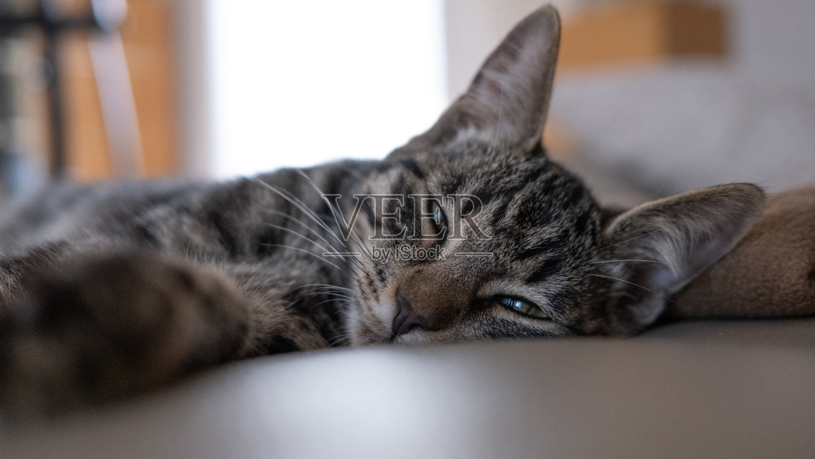 一只灰色的欧洲家猫疲倦地躺在皮沙发上，看着镜头照片摄影图片