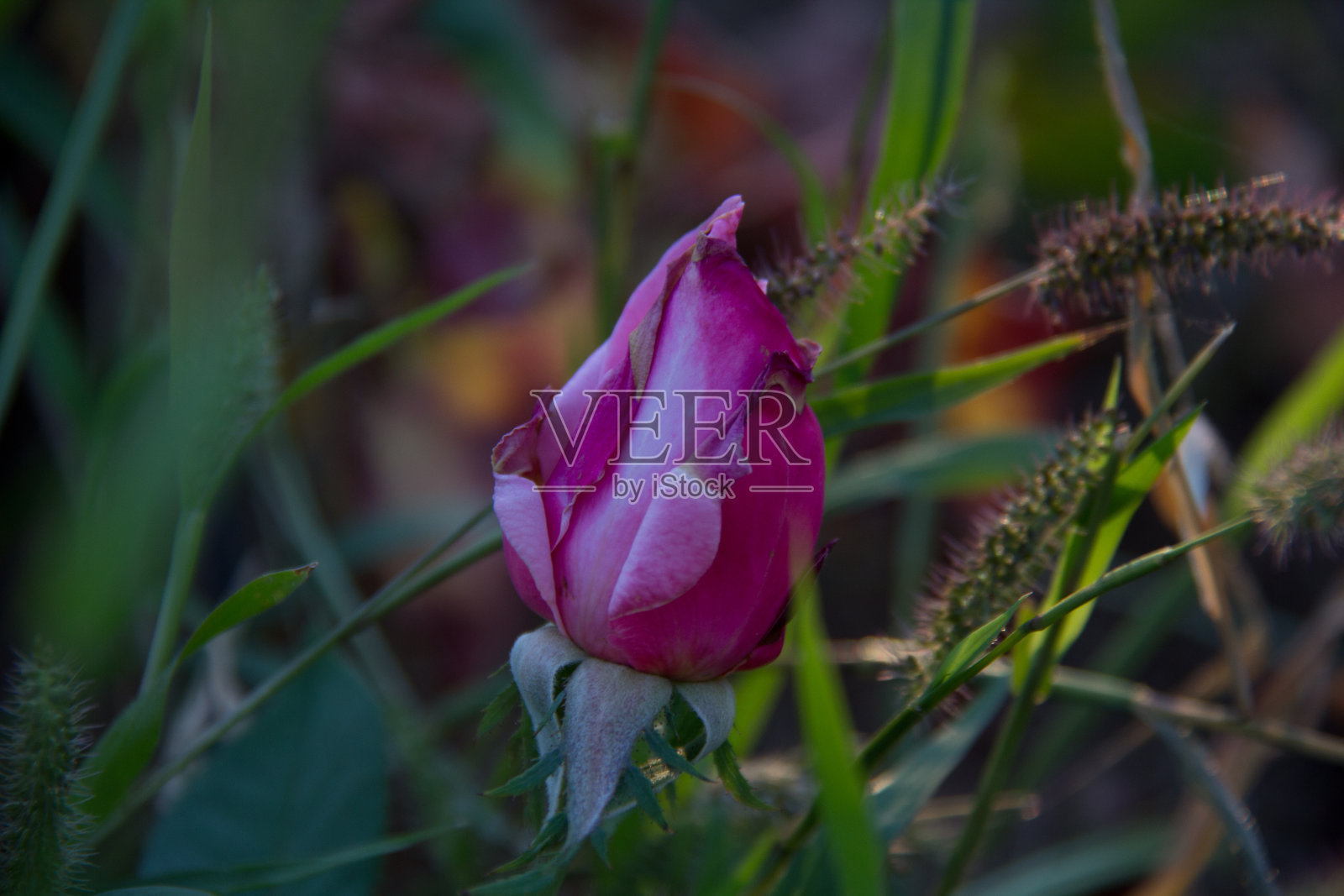 近距离观察杂草中的红玫瑰照片摄影图片