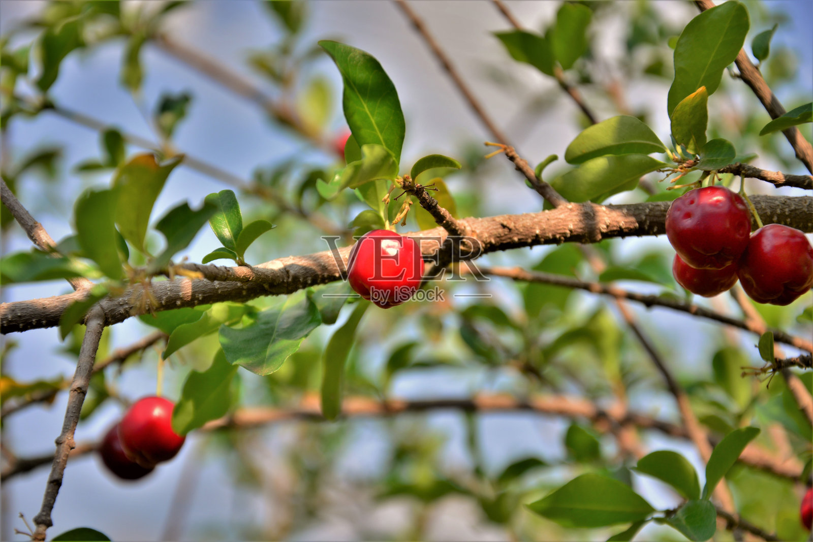 马齿苋果实成熟照片摄影图片