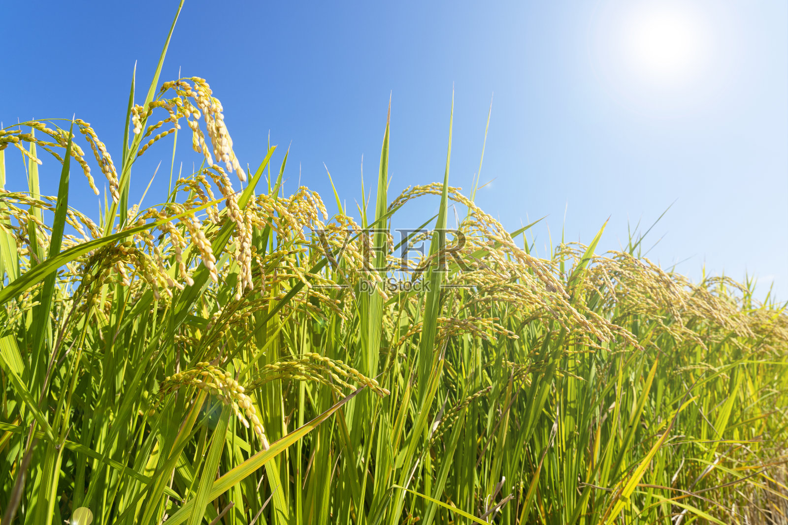 稻穗和蓝天。水稻穗的特写照片摄影图片