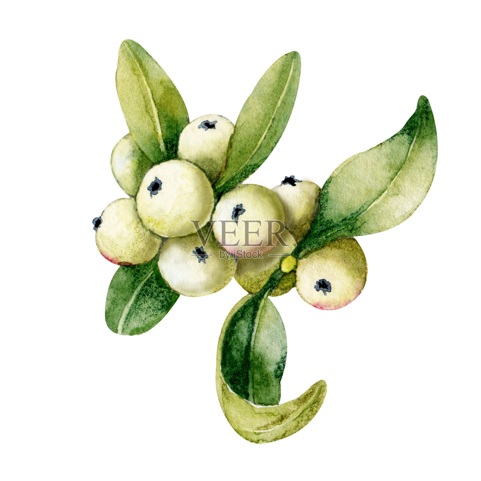 白槲寄生的分枝和浆果。水彩手绘插图孤立的白色背景。设计新年及圣诞印刷产品，节日贺卡插画图片素材