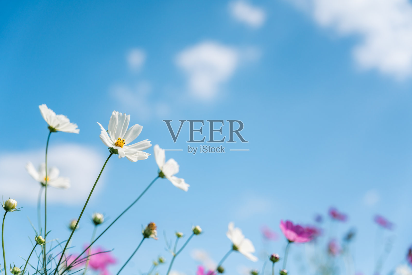 宇宙在风中和蓝天中摇曳照片摄影图片