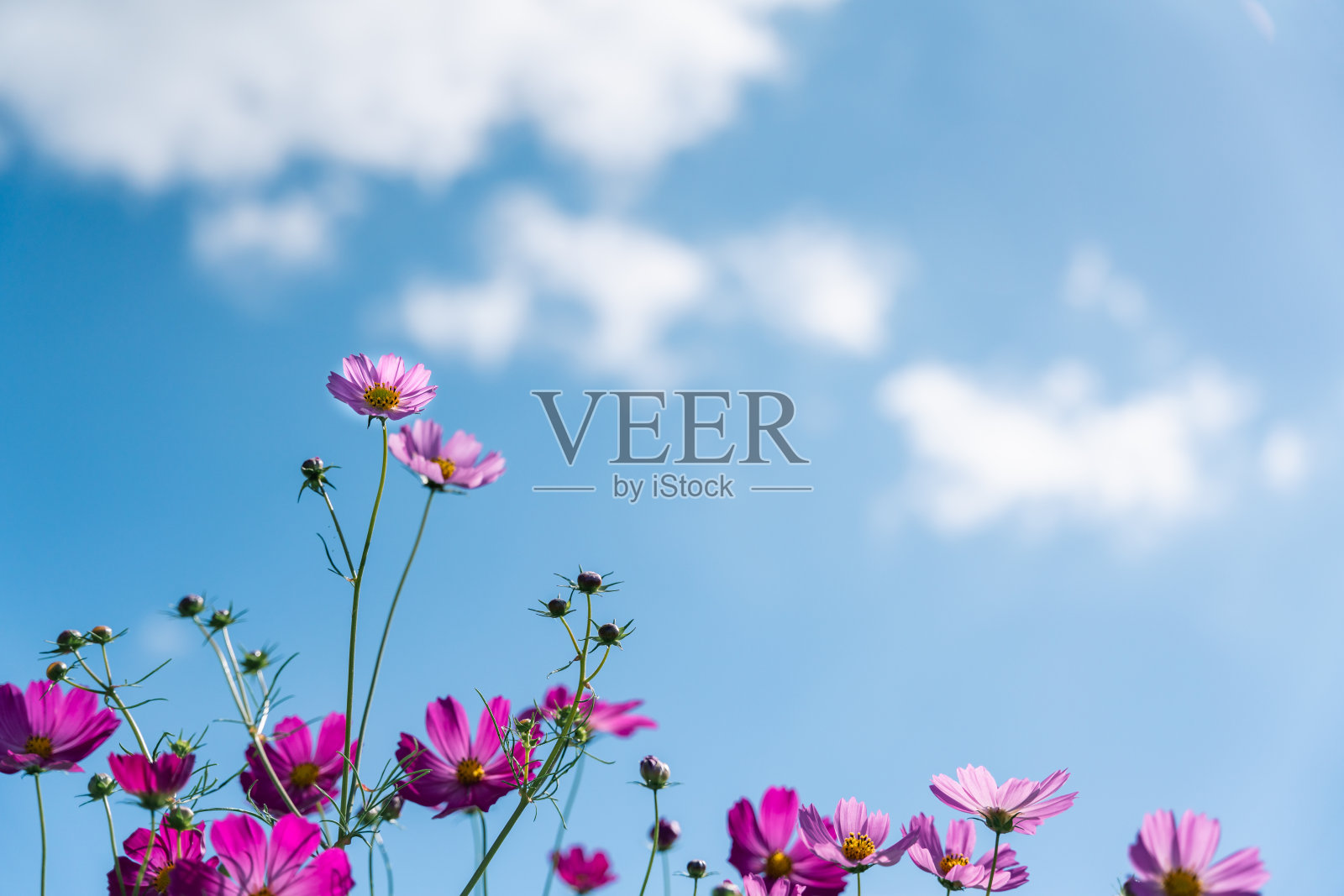 宇宙在风中和蓝天中摇曳照片摄影图片