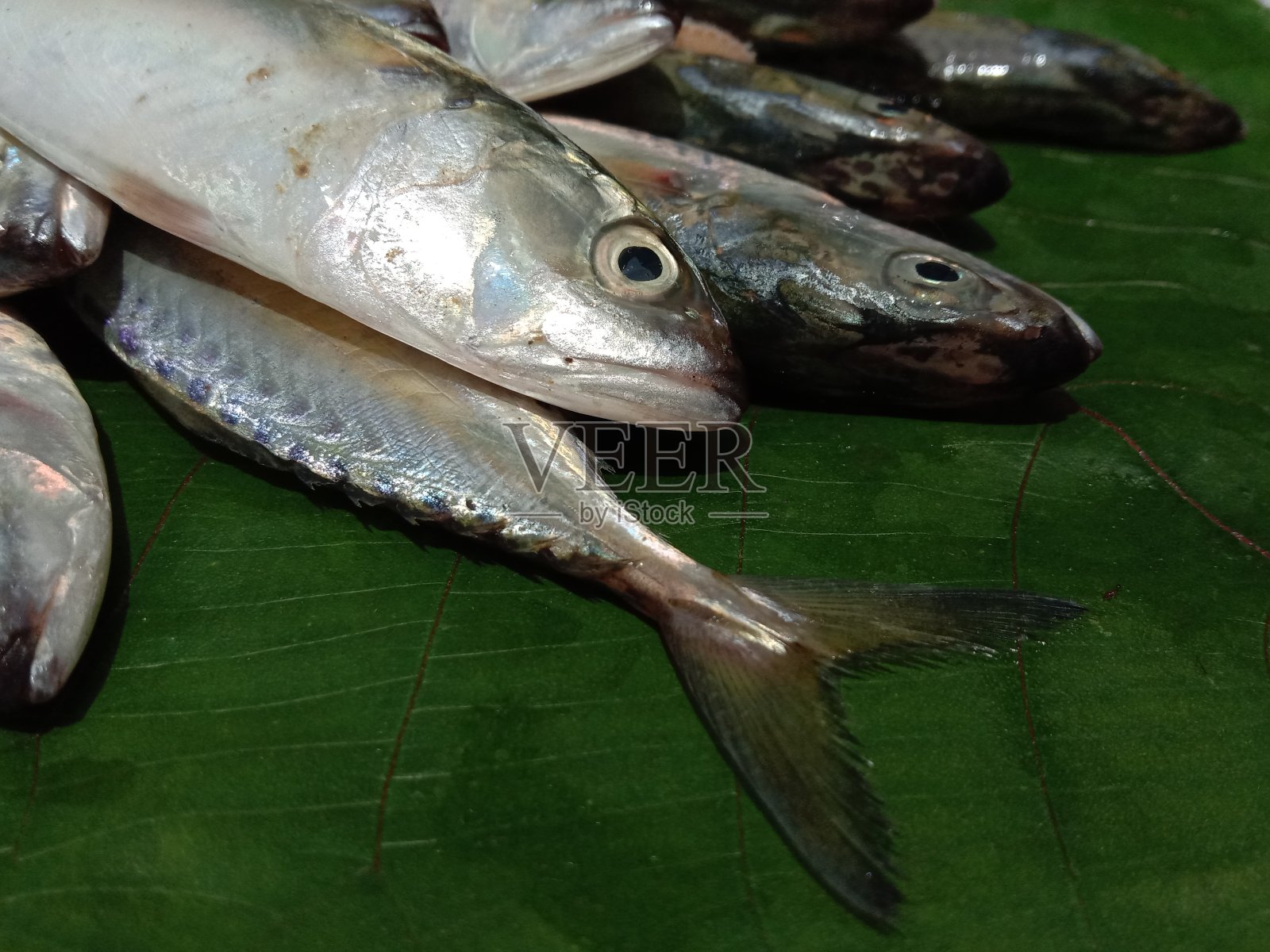 印度鲭鱼照片摄影图片