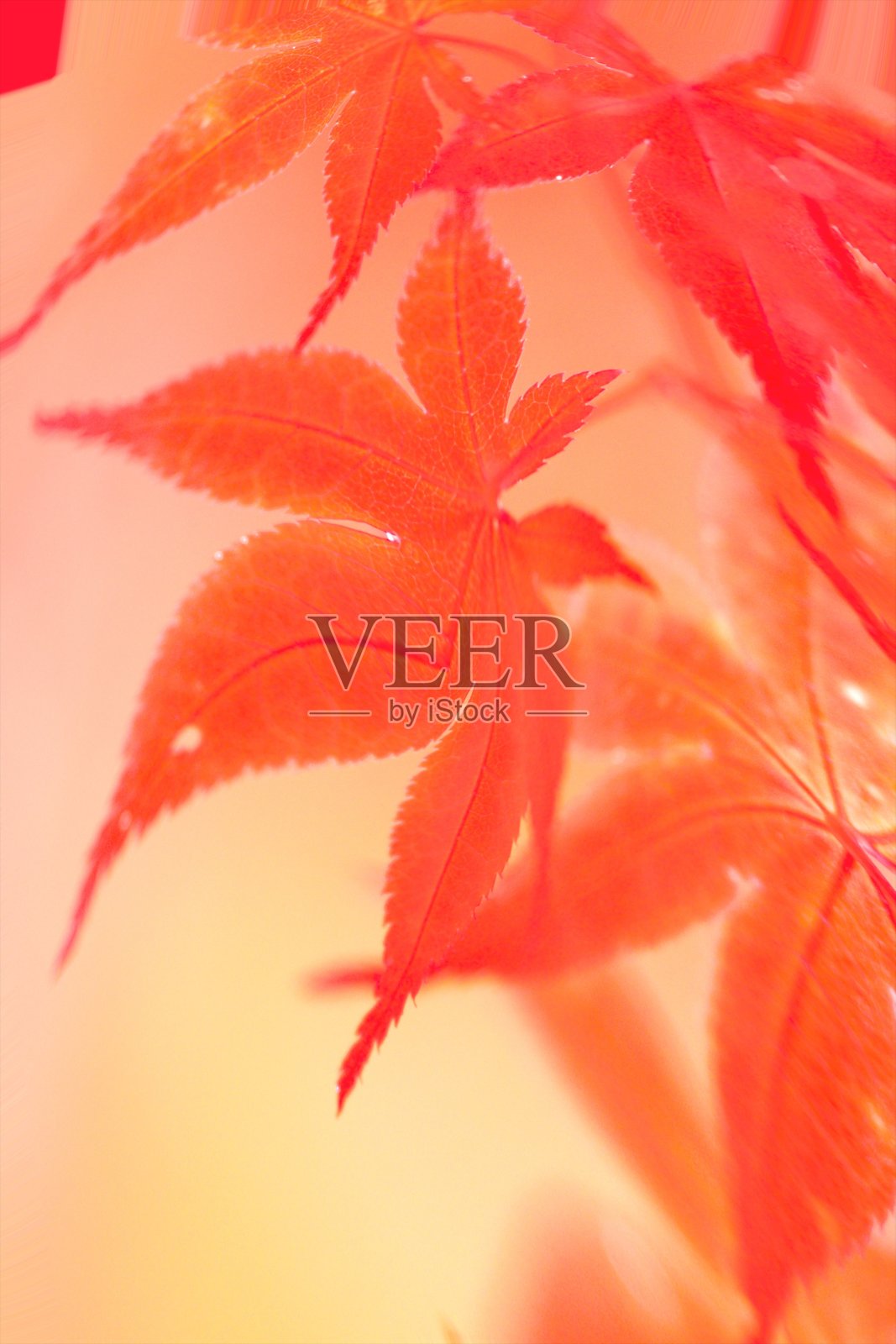 秋天的落叶照片摄影图片