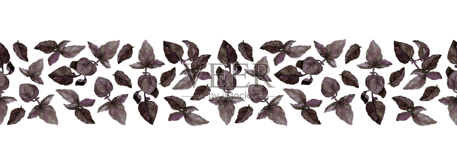 紫色罗勒叶和小枝的无缝边缘，孤立在白色上。水彩画插图。设计元素图片