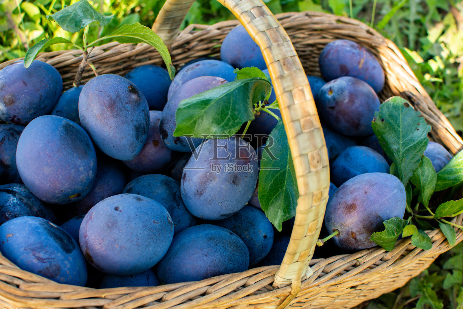 篮子新鲜李子，收获照片摄影图片