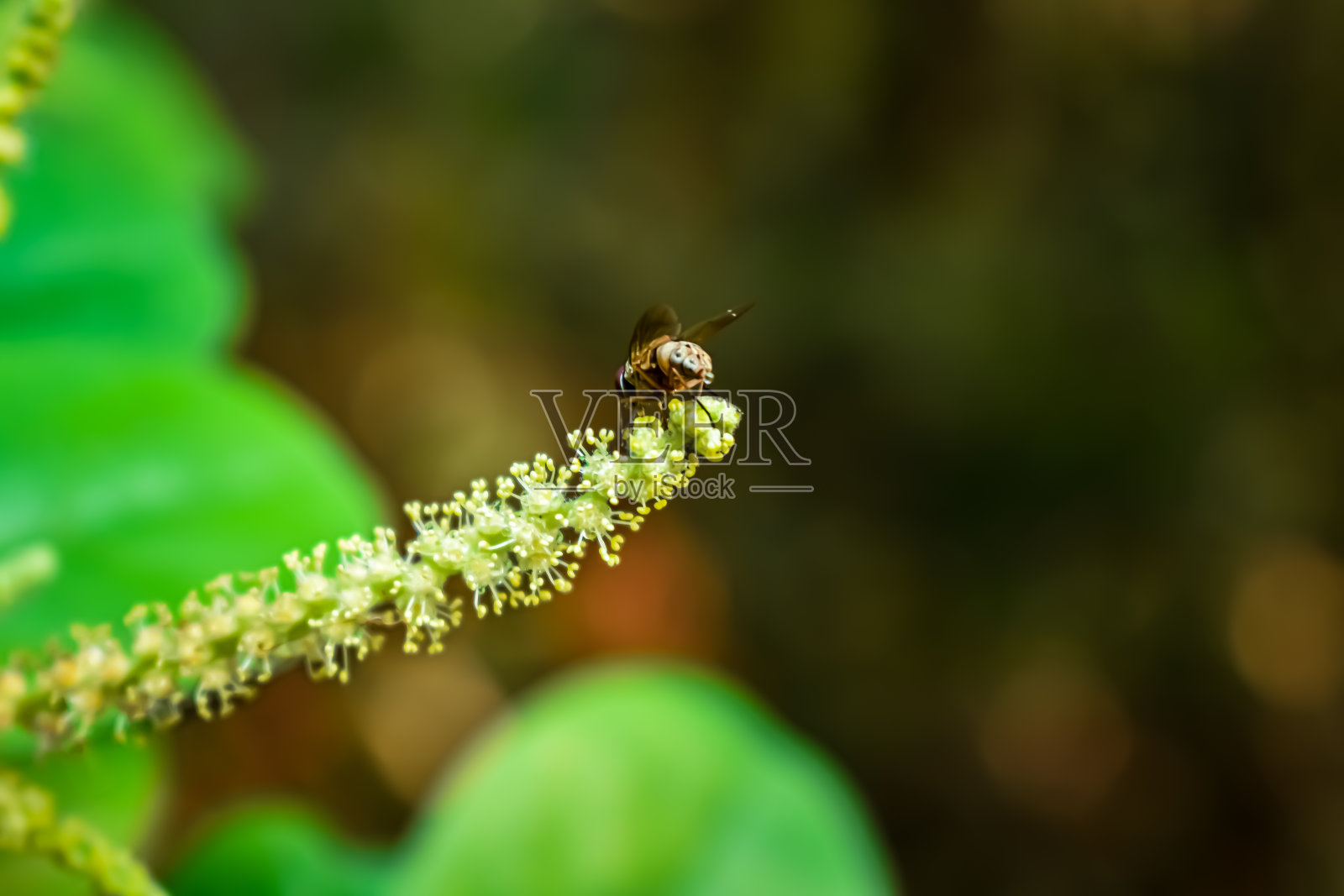 清晨，一只小蜜蜂在吃Antidesma小花上的蜂蜜。照片摄影图片