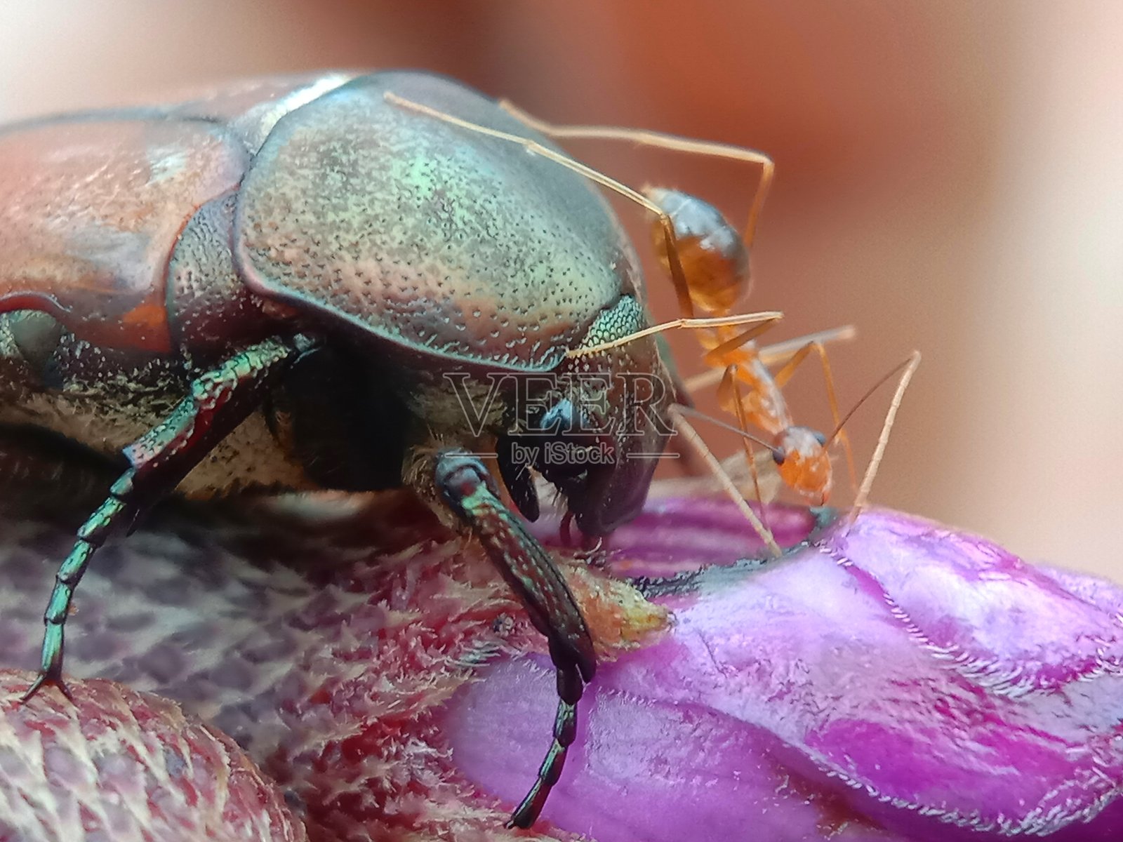 Protaetia和蚂蚁照片摄影图片
