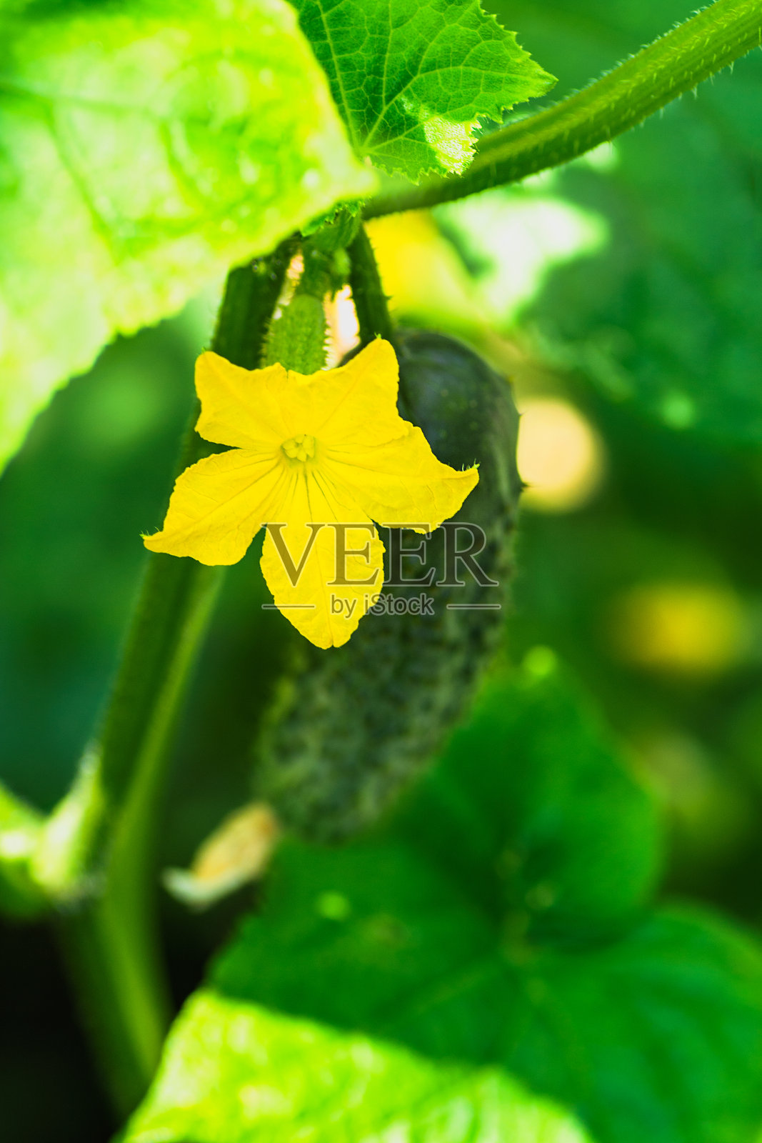 新鲜的小黄瓜和黄色的花和叶子在床上照片摄影图片