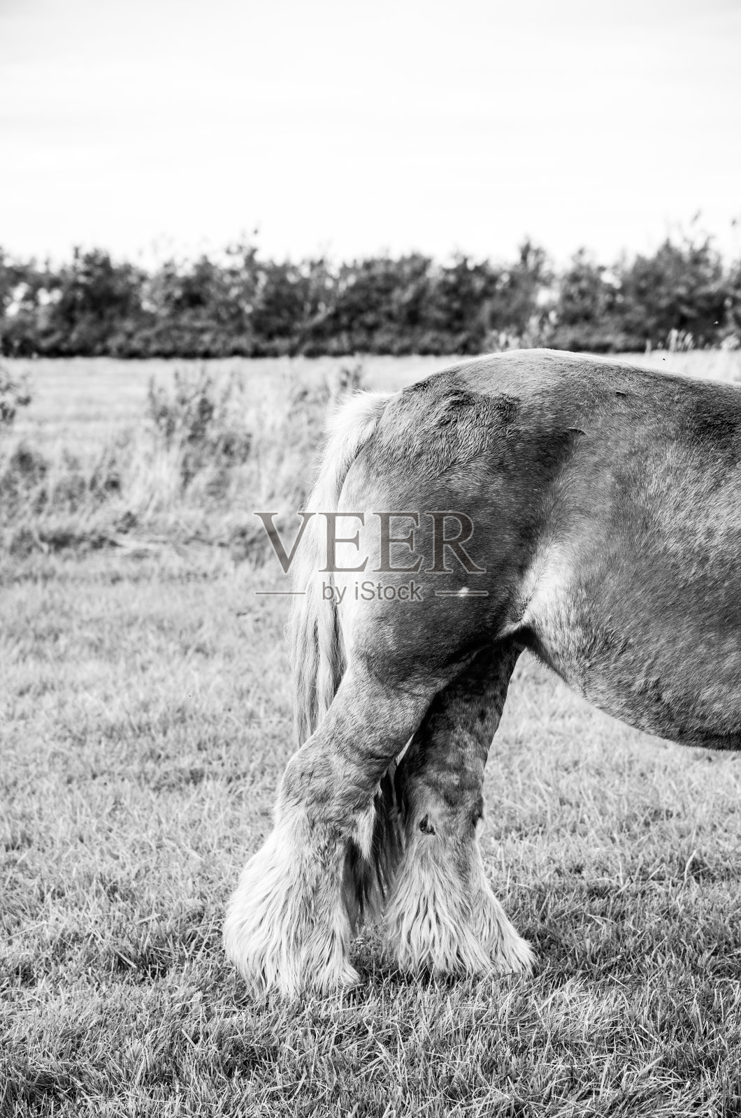 美丽的丹麦马照片摄影图片