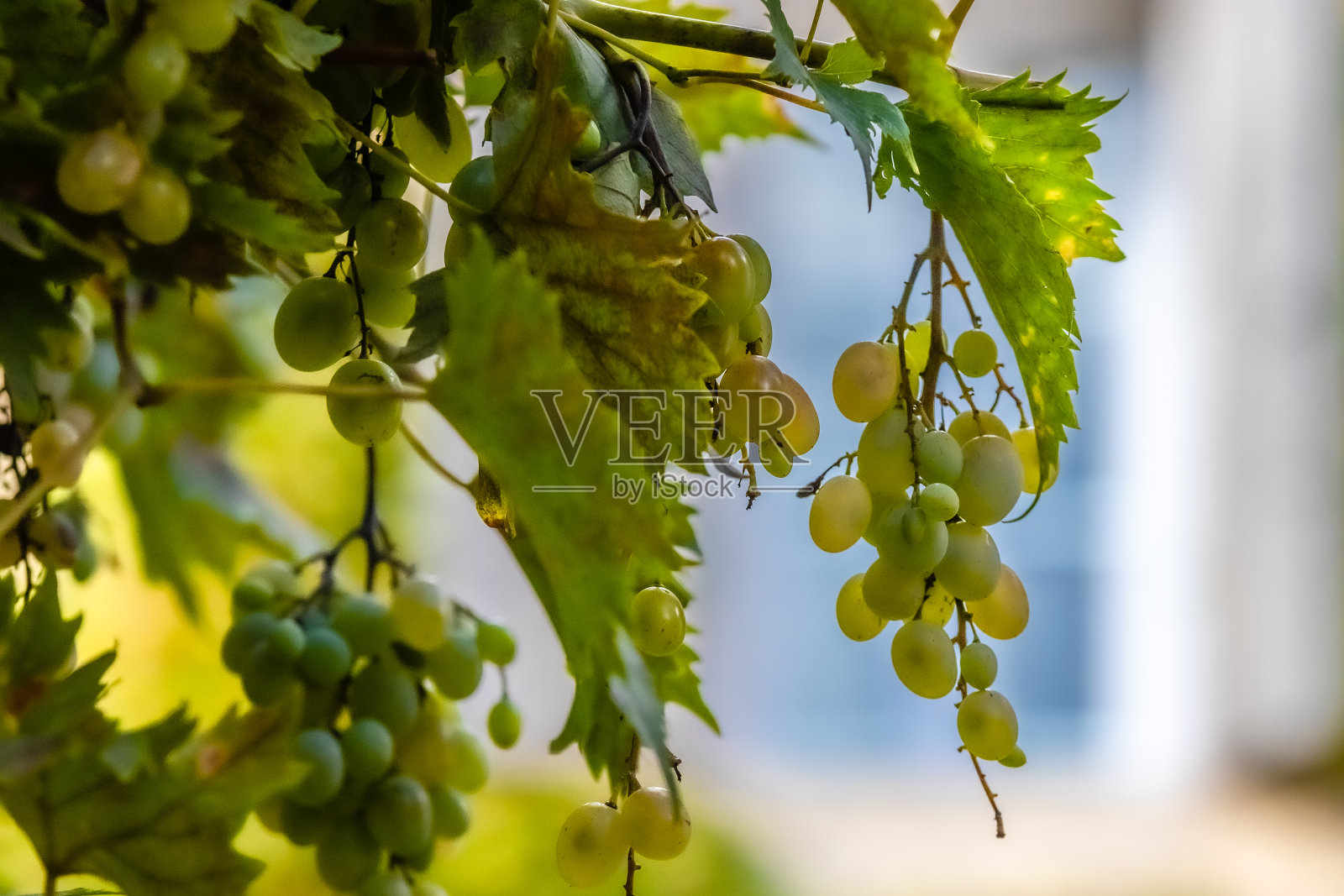 在普罗旺斯的vauvenargue村，一堵墙上挂着一种维吉尼亚蔓藤照片摄影图片