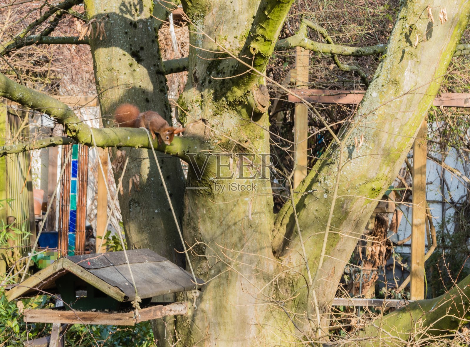 鸟屋上方的松鼠照片摄影图片