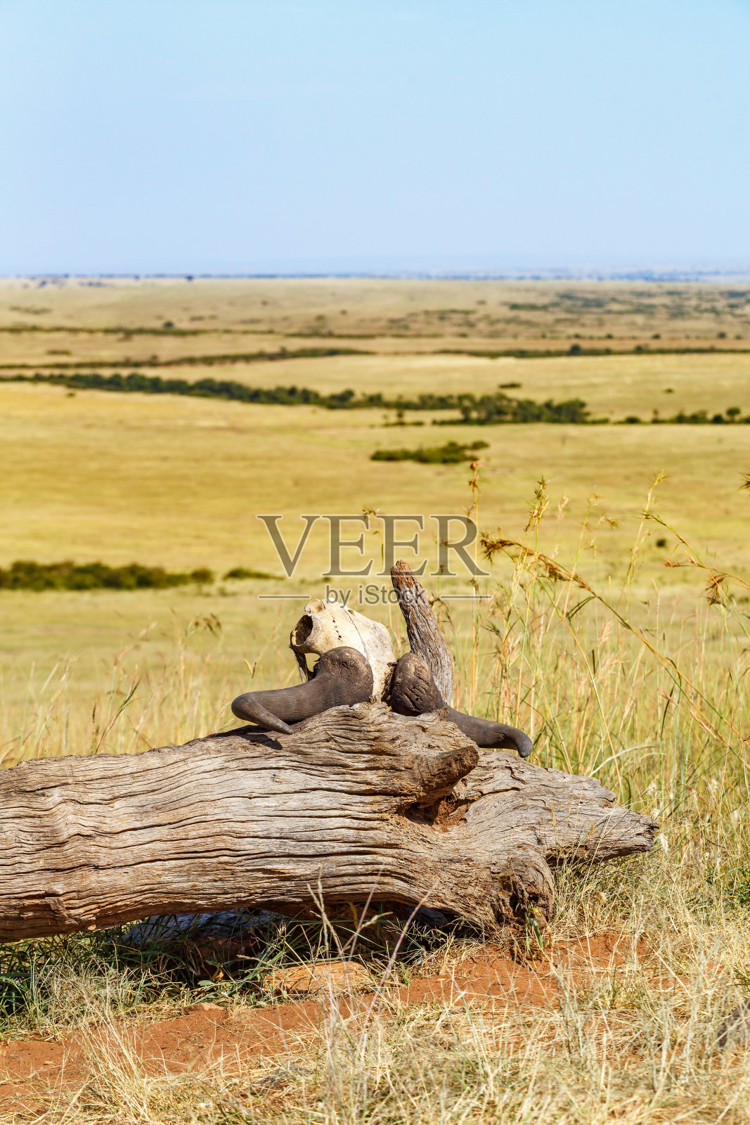 骷髅头躺在非洲大草原的一根圆木上照片摄影图片