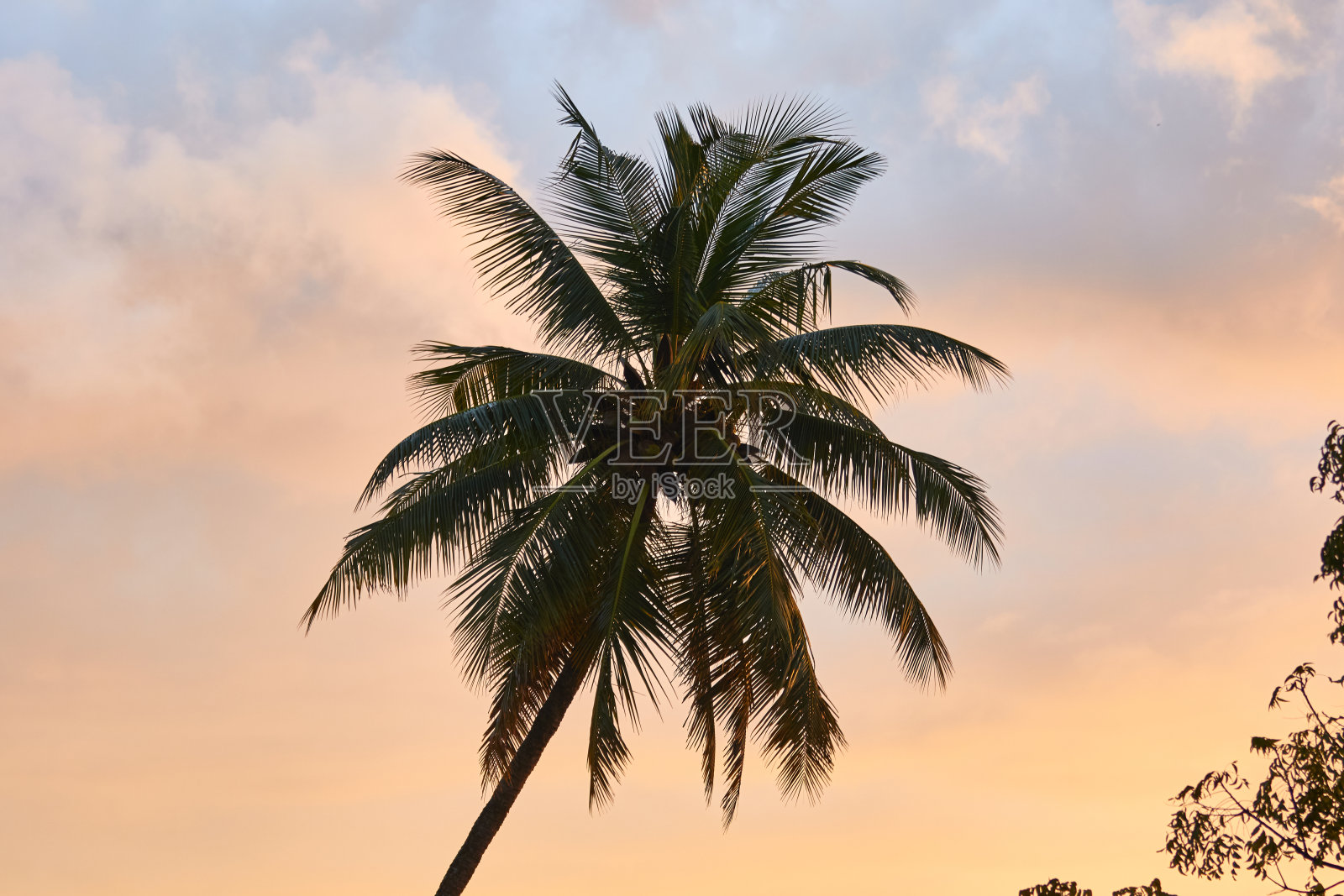 近距离的棕榈树照片摄影图片