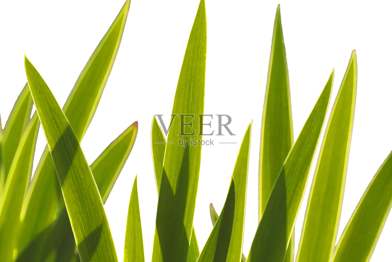 狭窄的叶子孤立在白色背景上。照片摄影图片