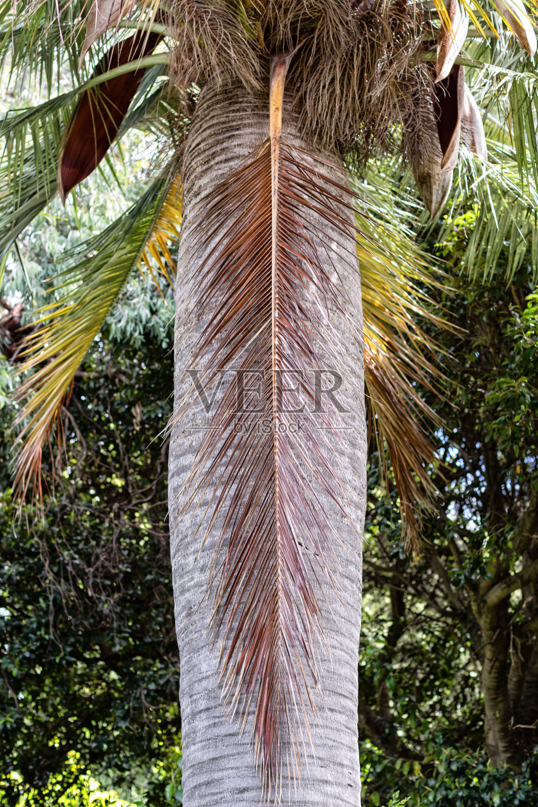 花园中棕榈树的细节照片摄影图片