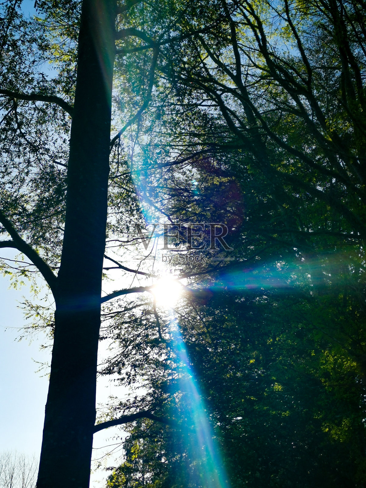 树林中的太阳照片摄影图片