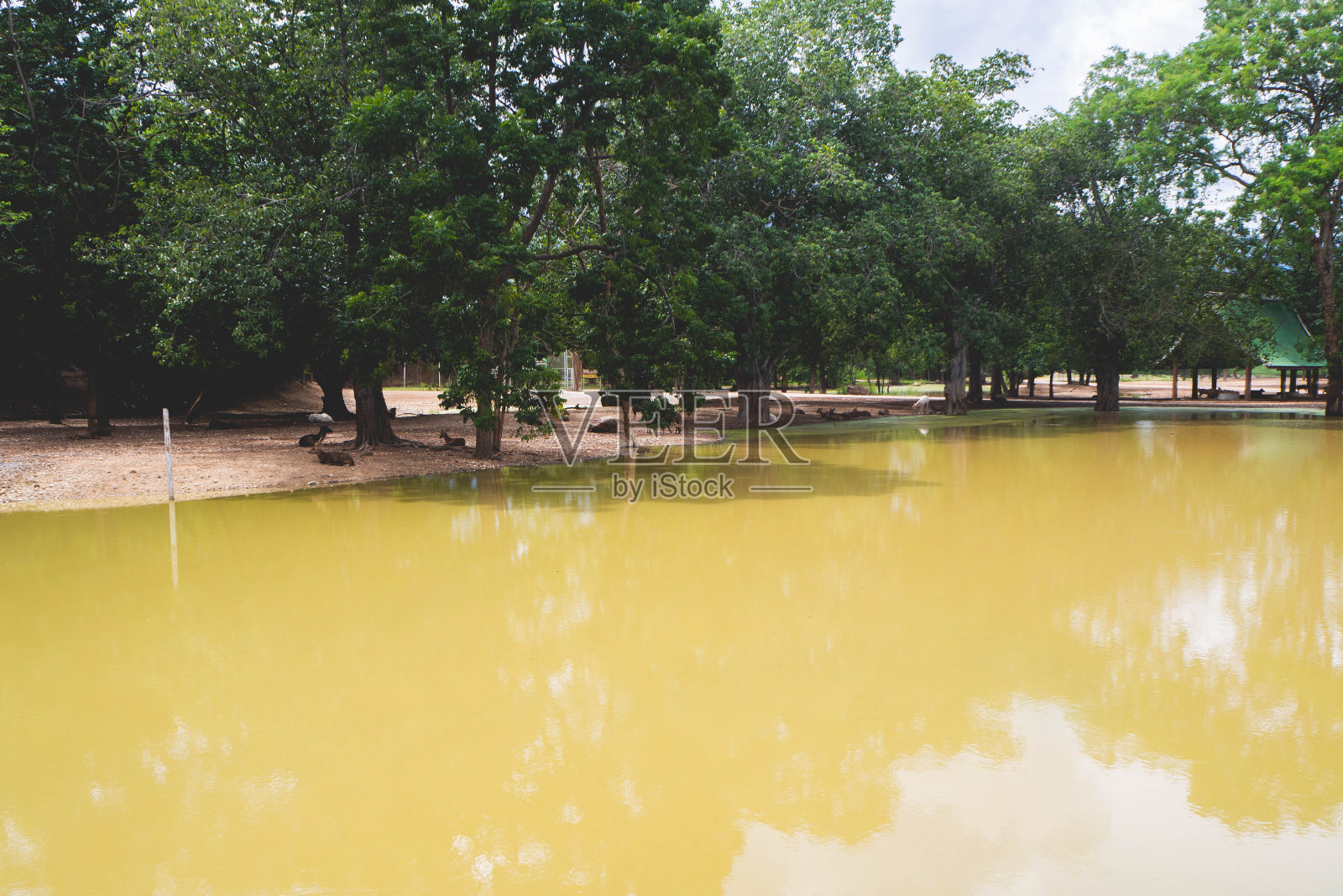 阴云密布的水坑，树木和地洞照片摄影图片