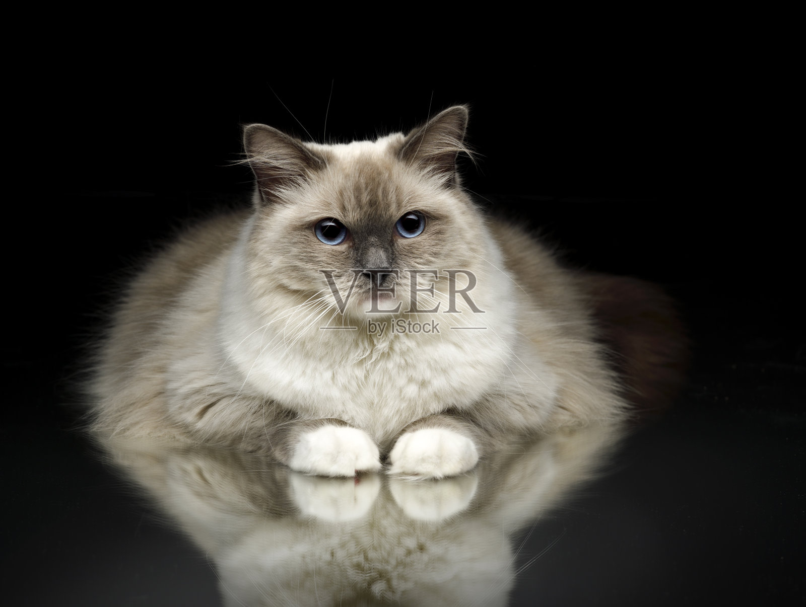 大布娃娃猫在镜子上照片摄影图片