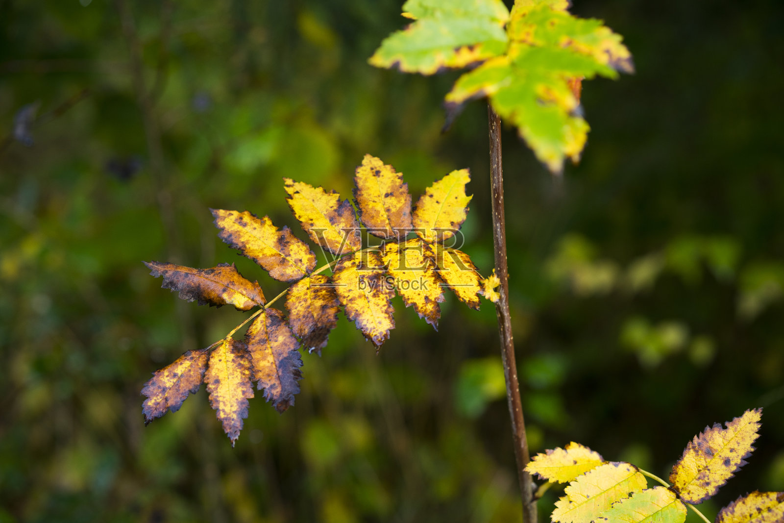 秋天的落叶照片摄影图片