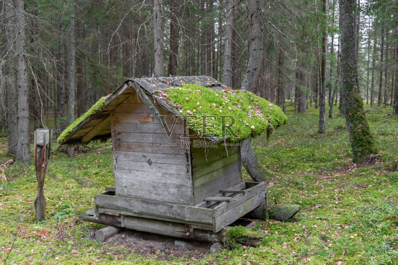 老建筑的动物饲养员在森林照片摄影图片