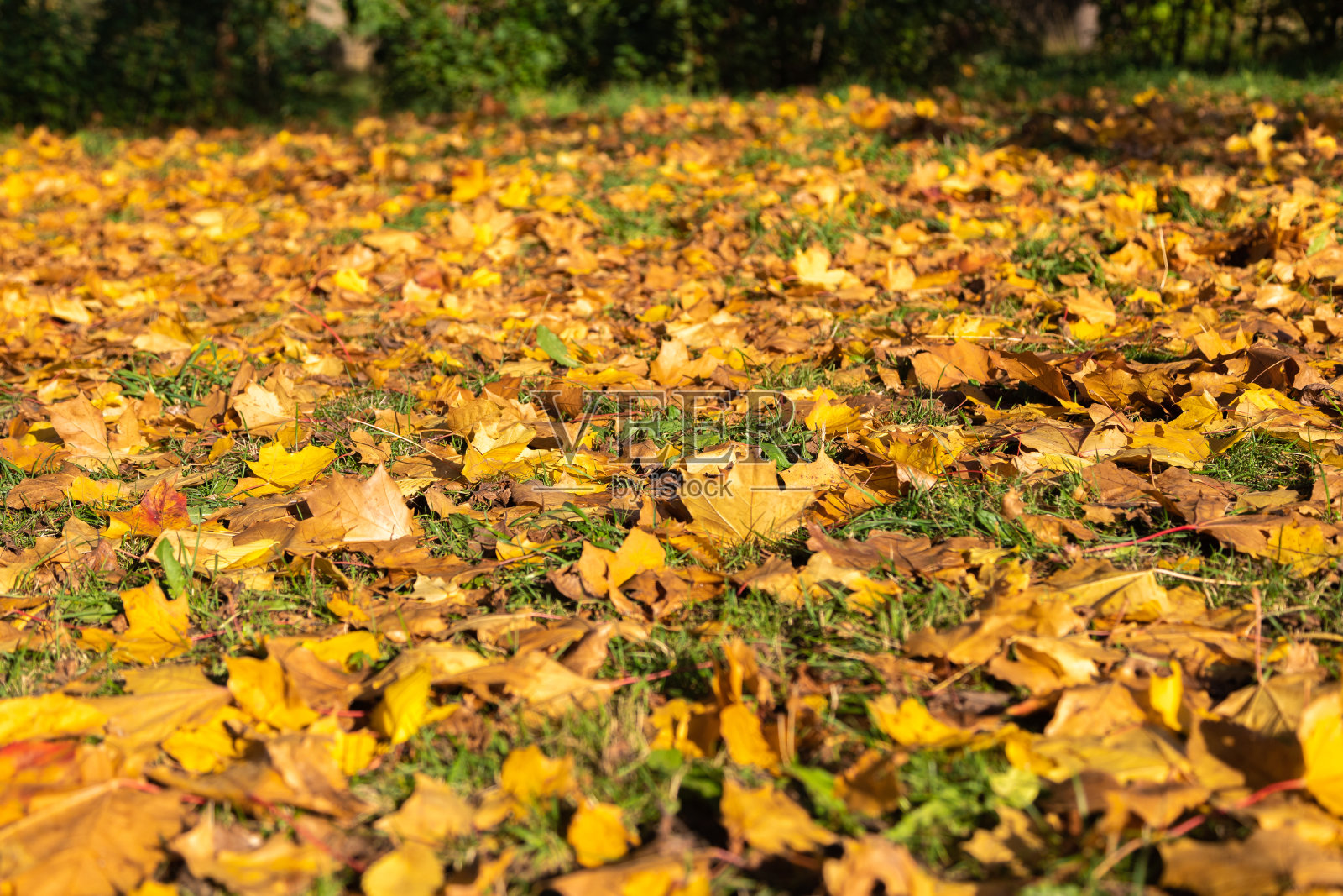 黄色的枫叶映衬着蓝天和太阳。这是秋天照片摄影图片