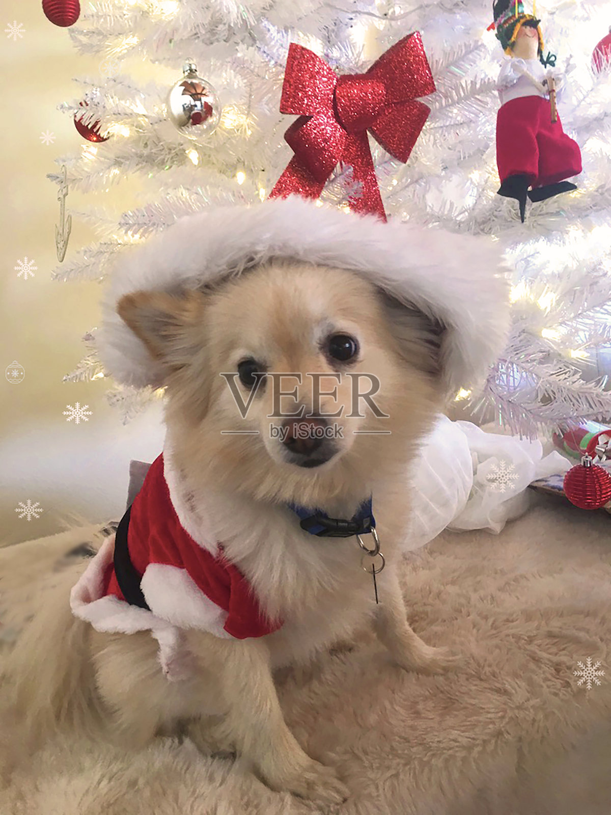 假日小狗马里布卡照片摄影图片