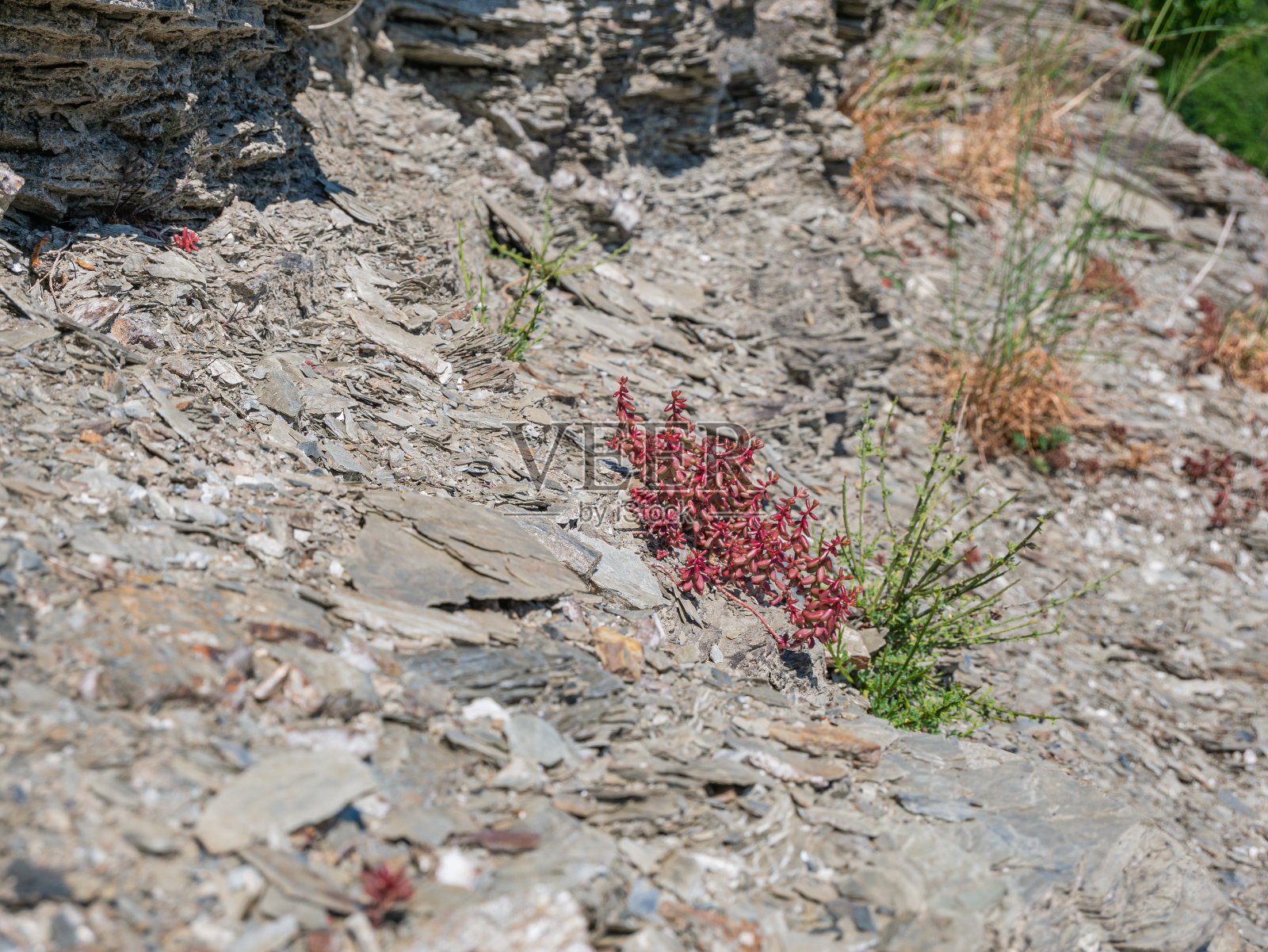 小而尖锐的石板之间的植物照片摄影图片