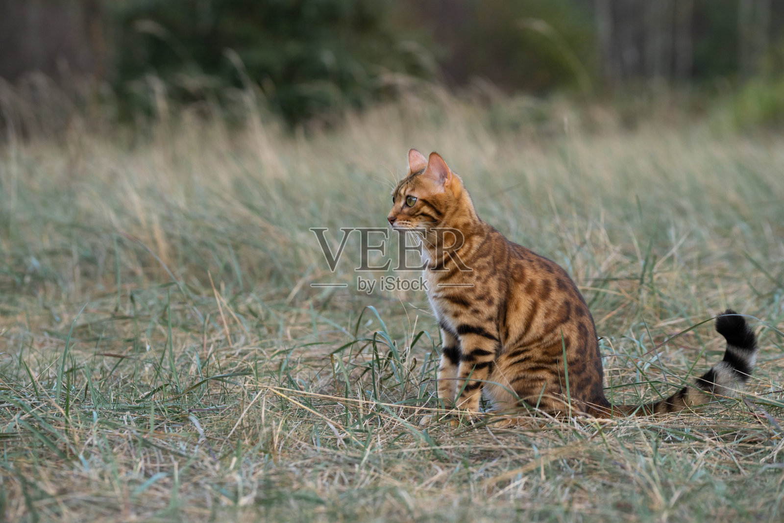 一只家猫坐在森林边缘的草地上。照片摄影图片