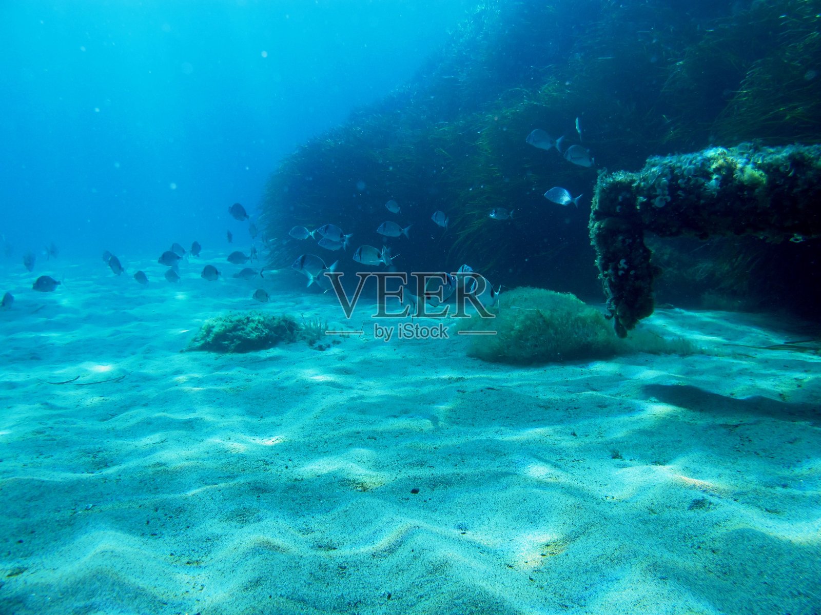 鱼地中海照片摄影图片