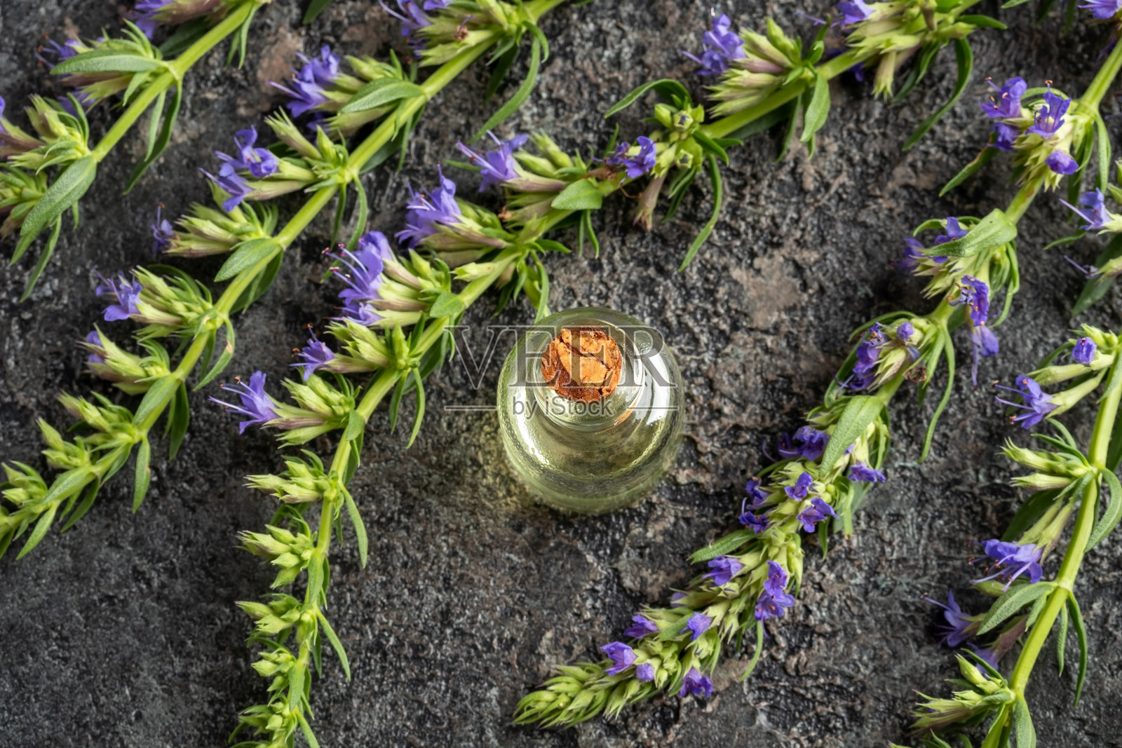 一瓶牛膝草精油照片摄影图片