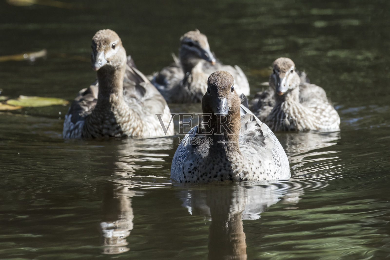 澳大利亚伍德鸭照片摄影图片