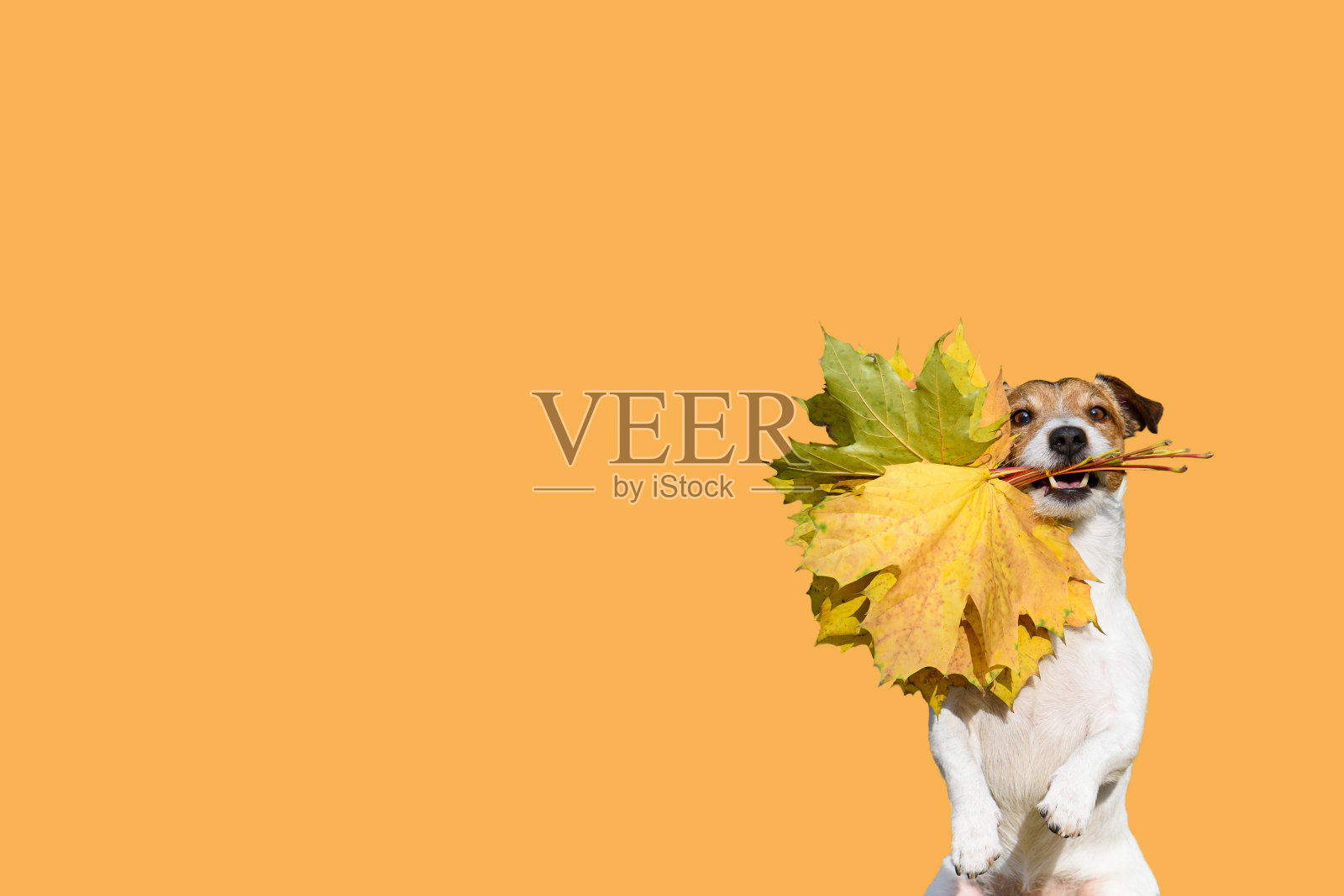 感恩节邀请概念与快乐狗抱着秋天的枫叶花束背景无缝对接照片摄影图片