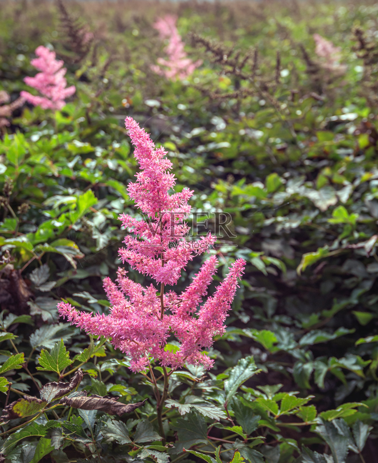 荷兰花圃中落新妇属植物的羽状花照片摄影图片