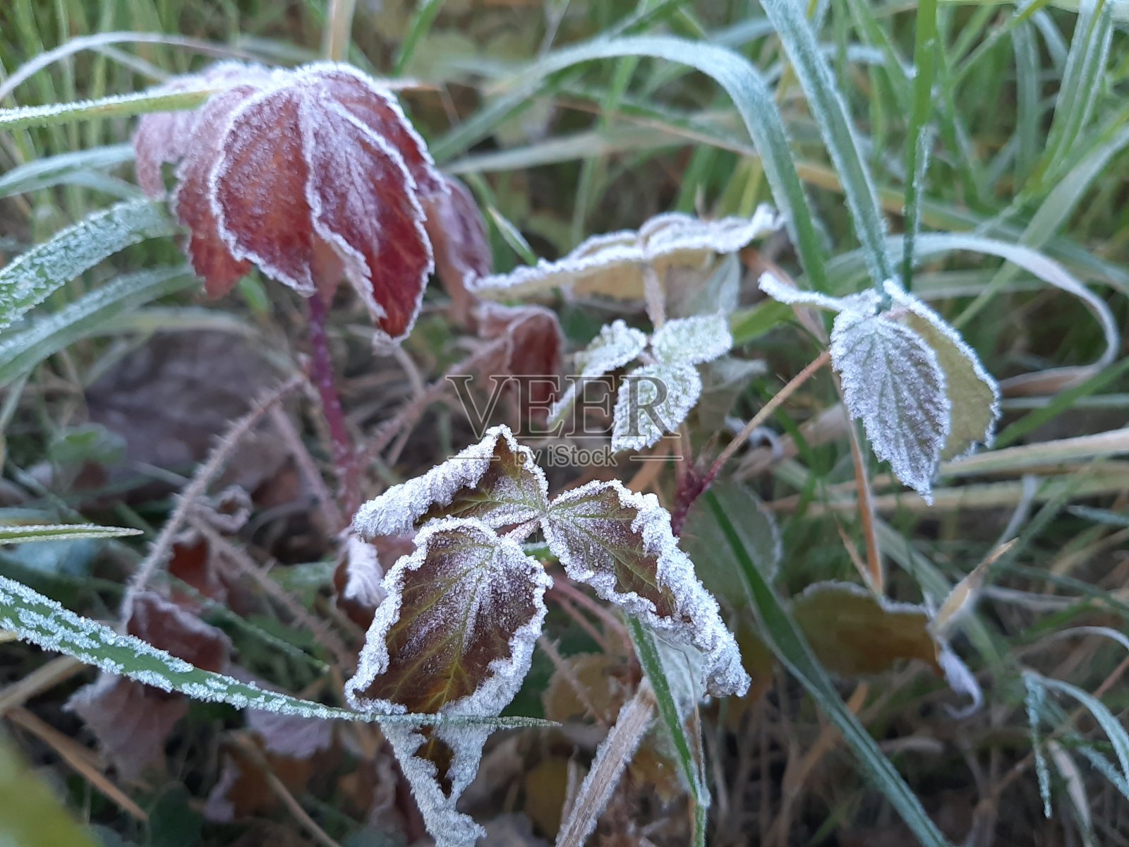 清晨的草叶上结霜照片摄影图片
