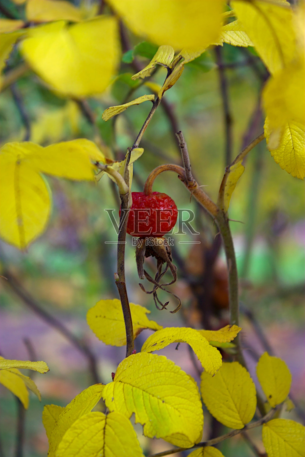 黄叶间的海雀成熟的果实。照片摄影图片